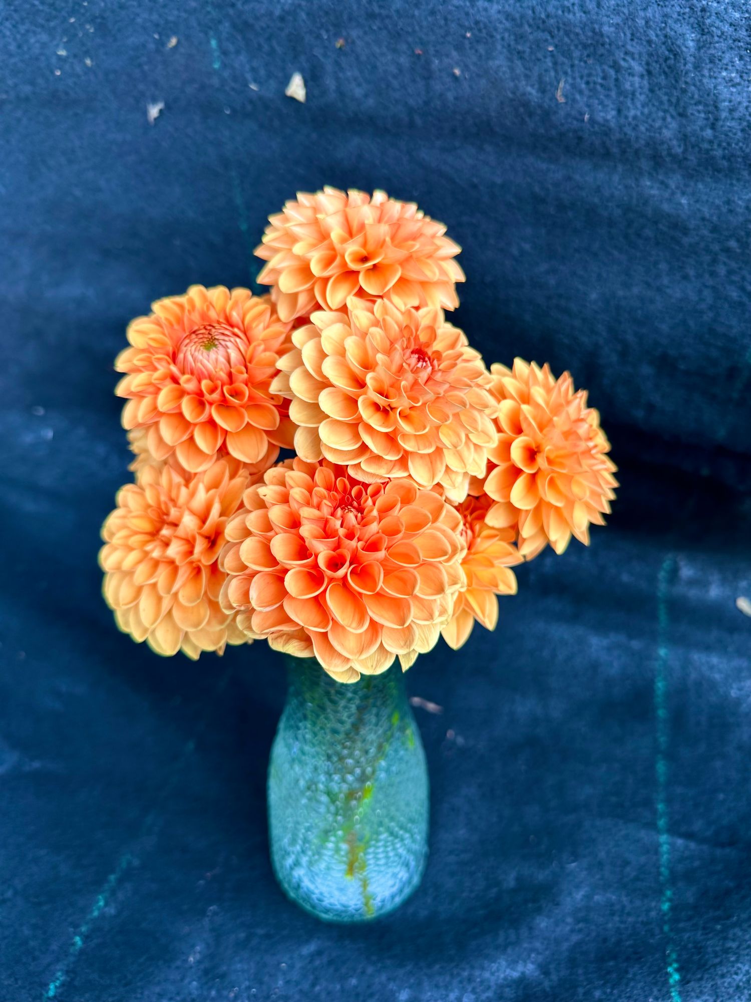 DAHLIA Maarn