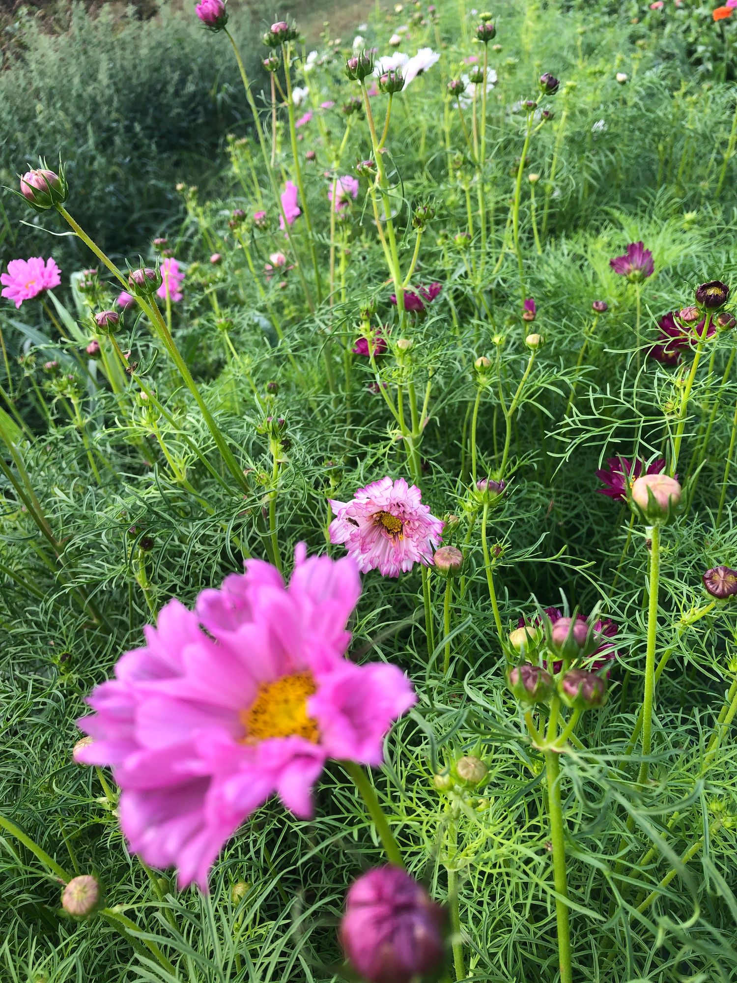 COSMOS