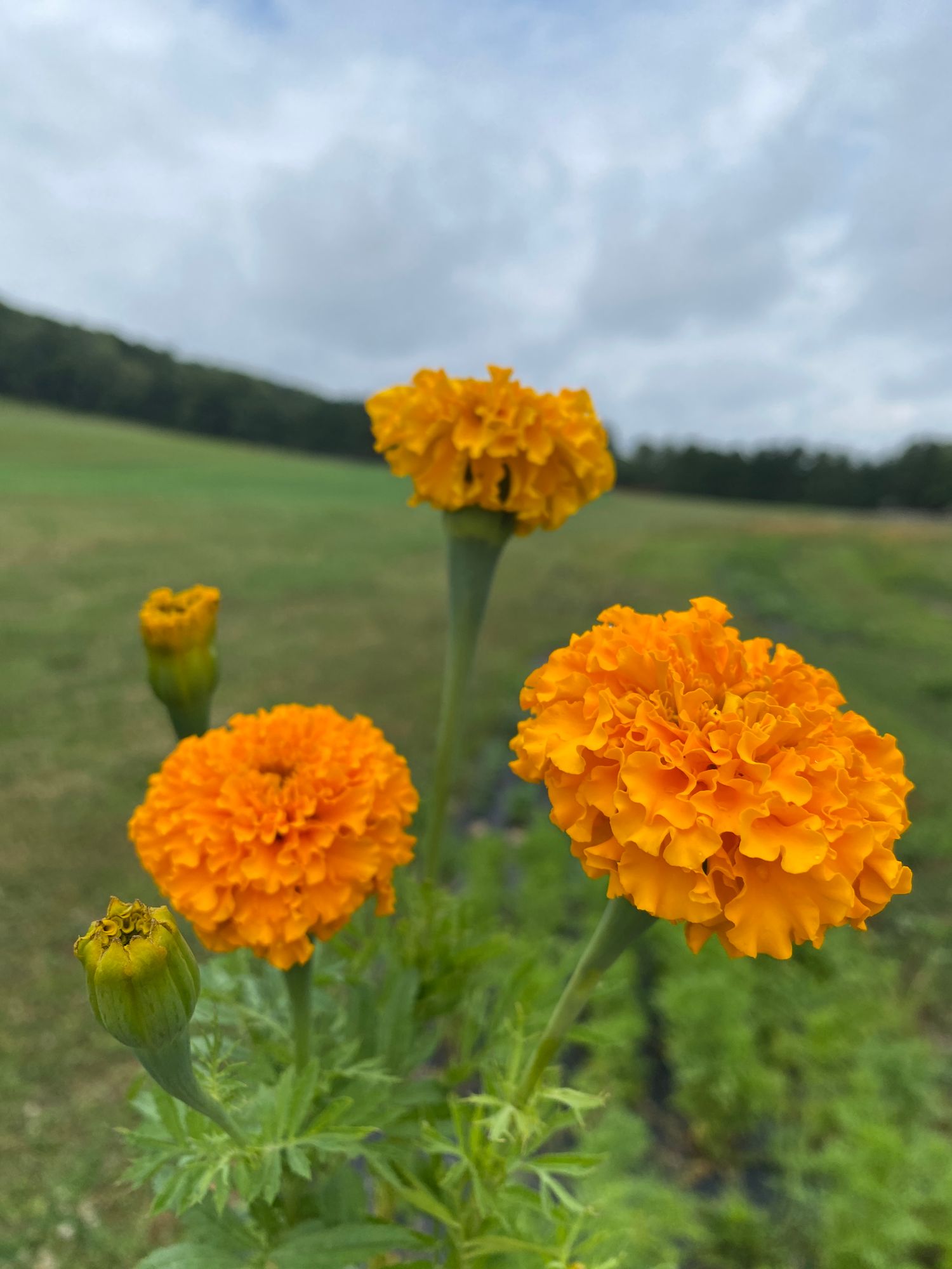 TAGETES erecta Crackerjack