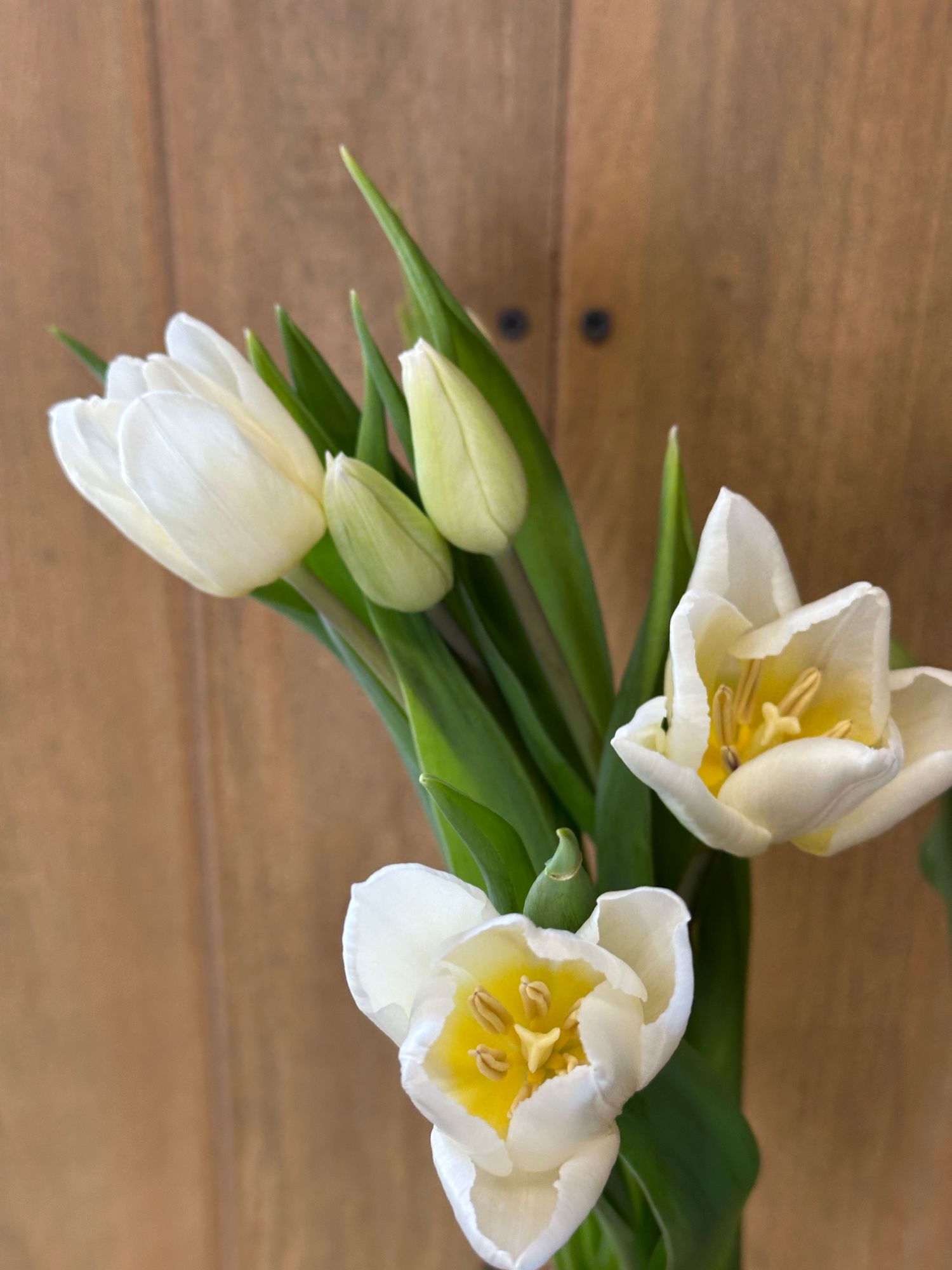 TULIPA