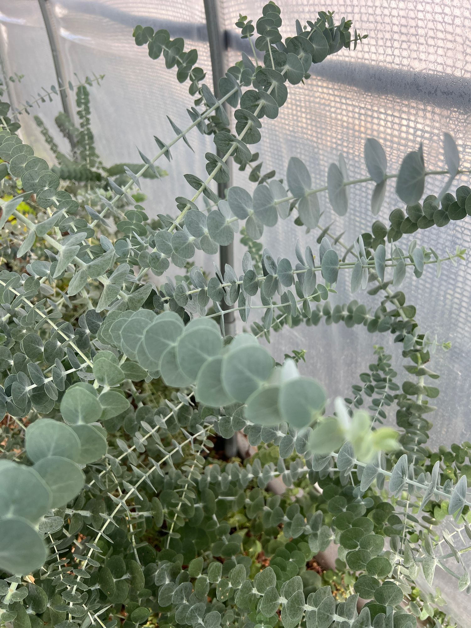 EUCALYPTUS