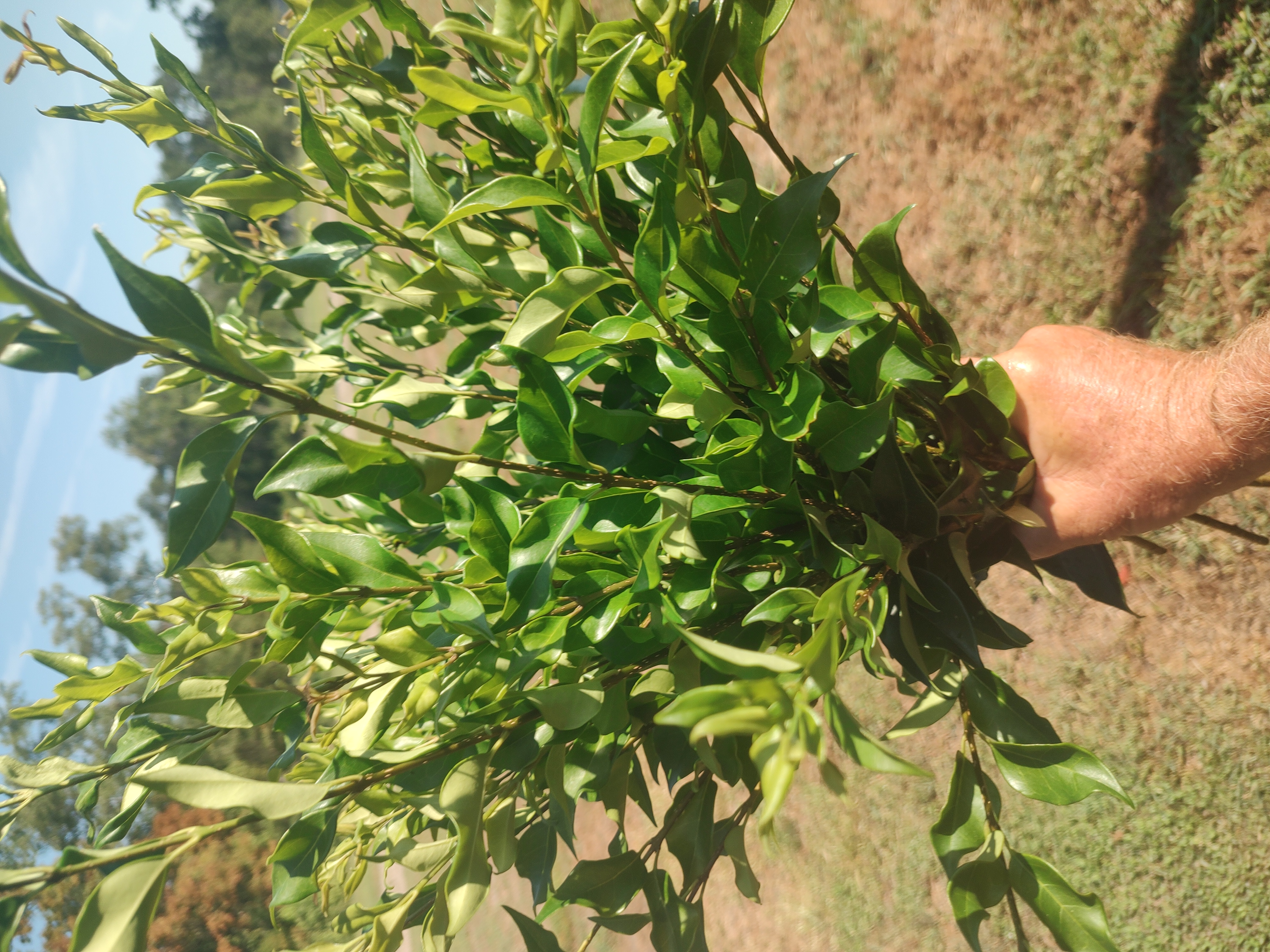 LIGUSTRUM japonicum Kindly