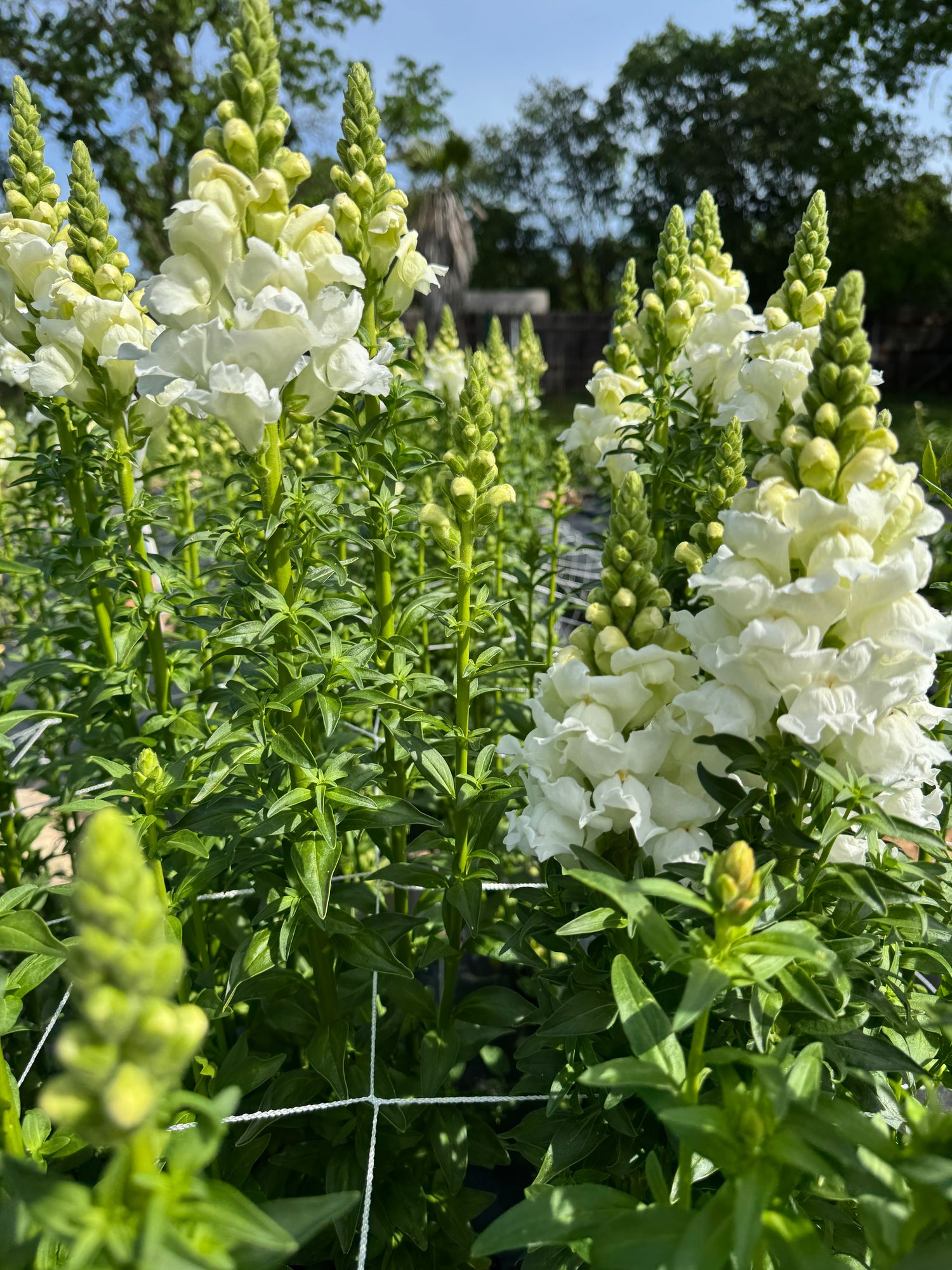 ANTIRRHINUM majus