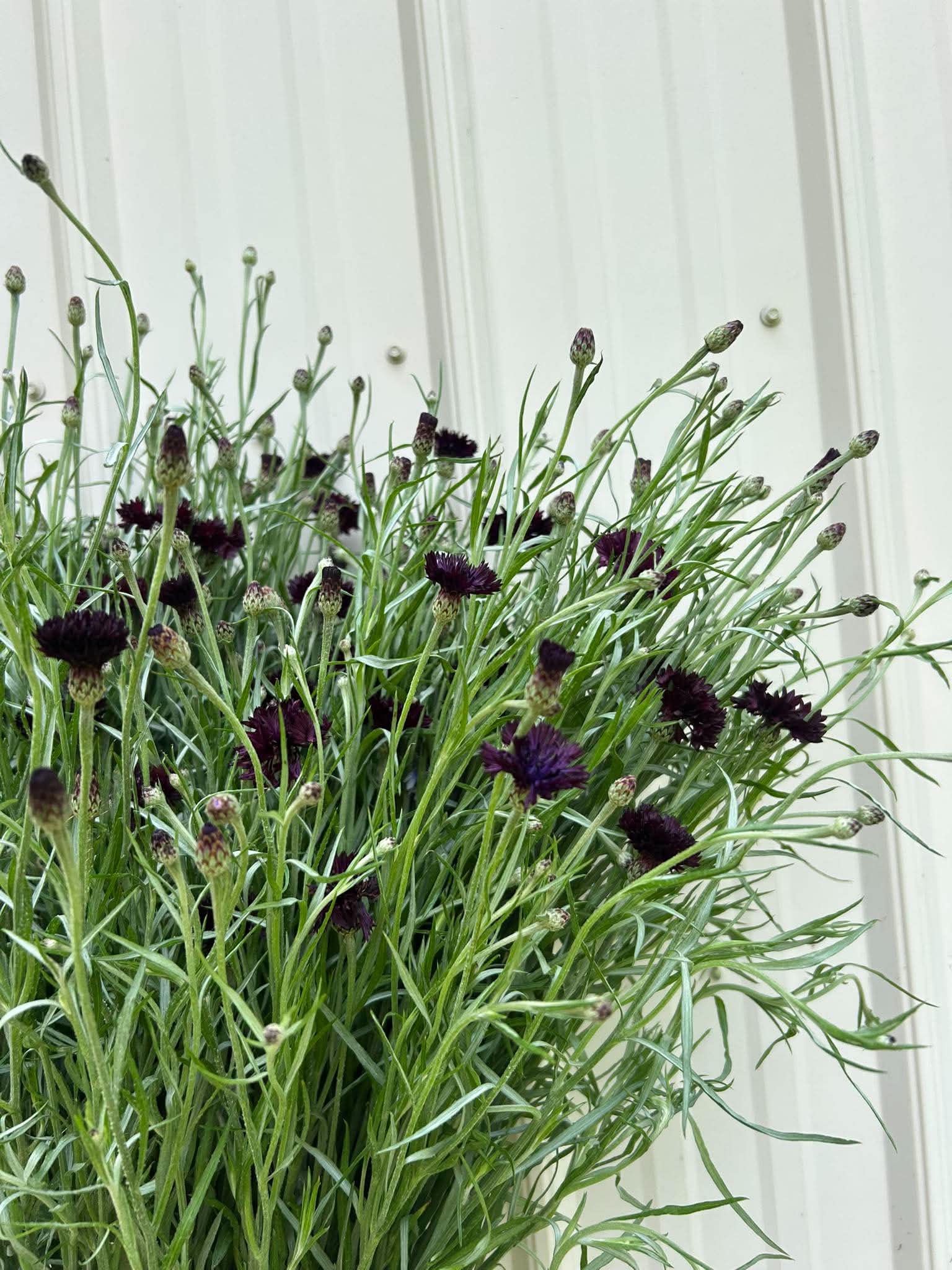 CENTAUREA cyanus Black Button