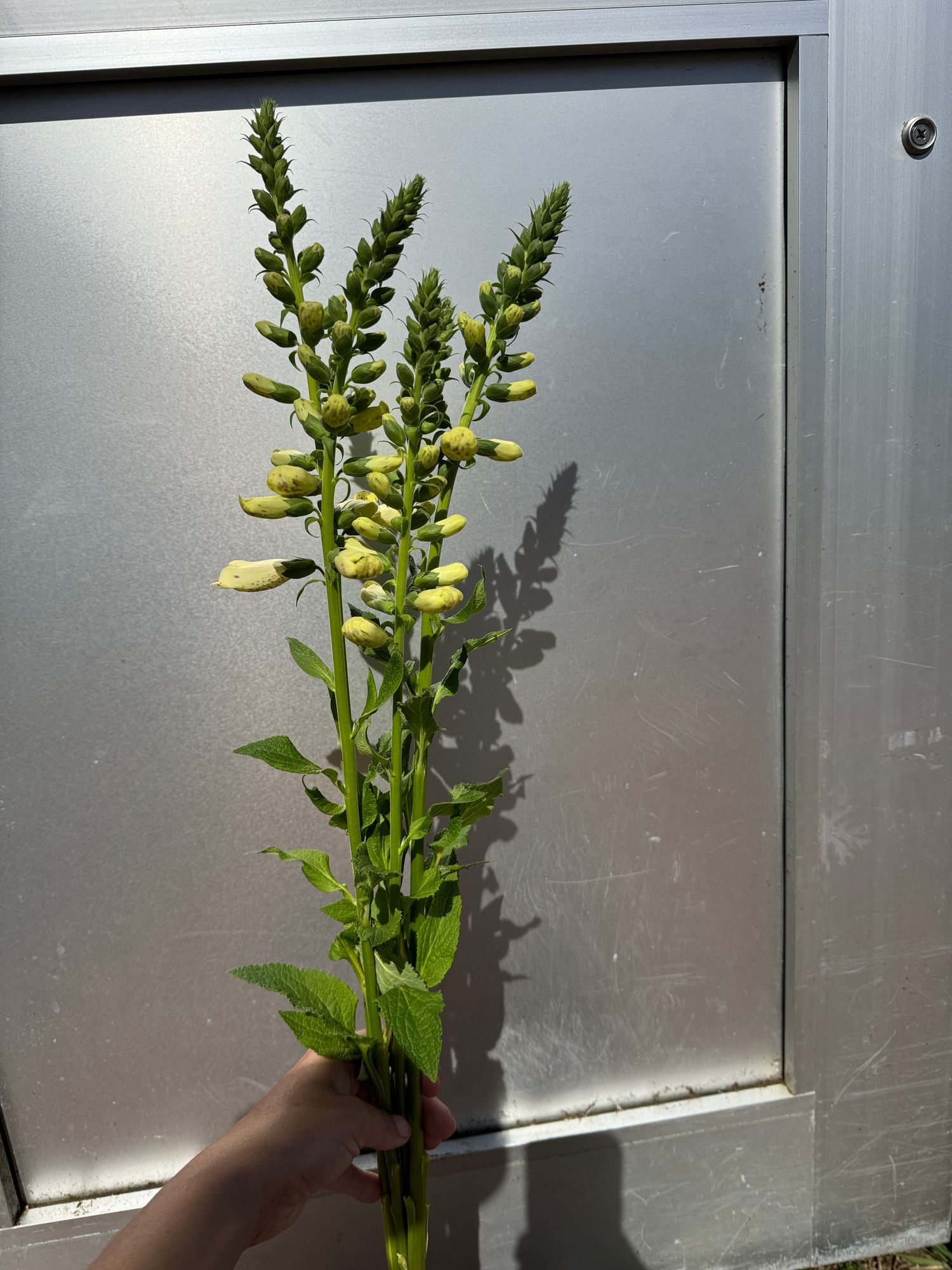 DIGITALIS purpurea Camelot Creme