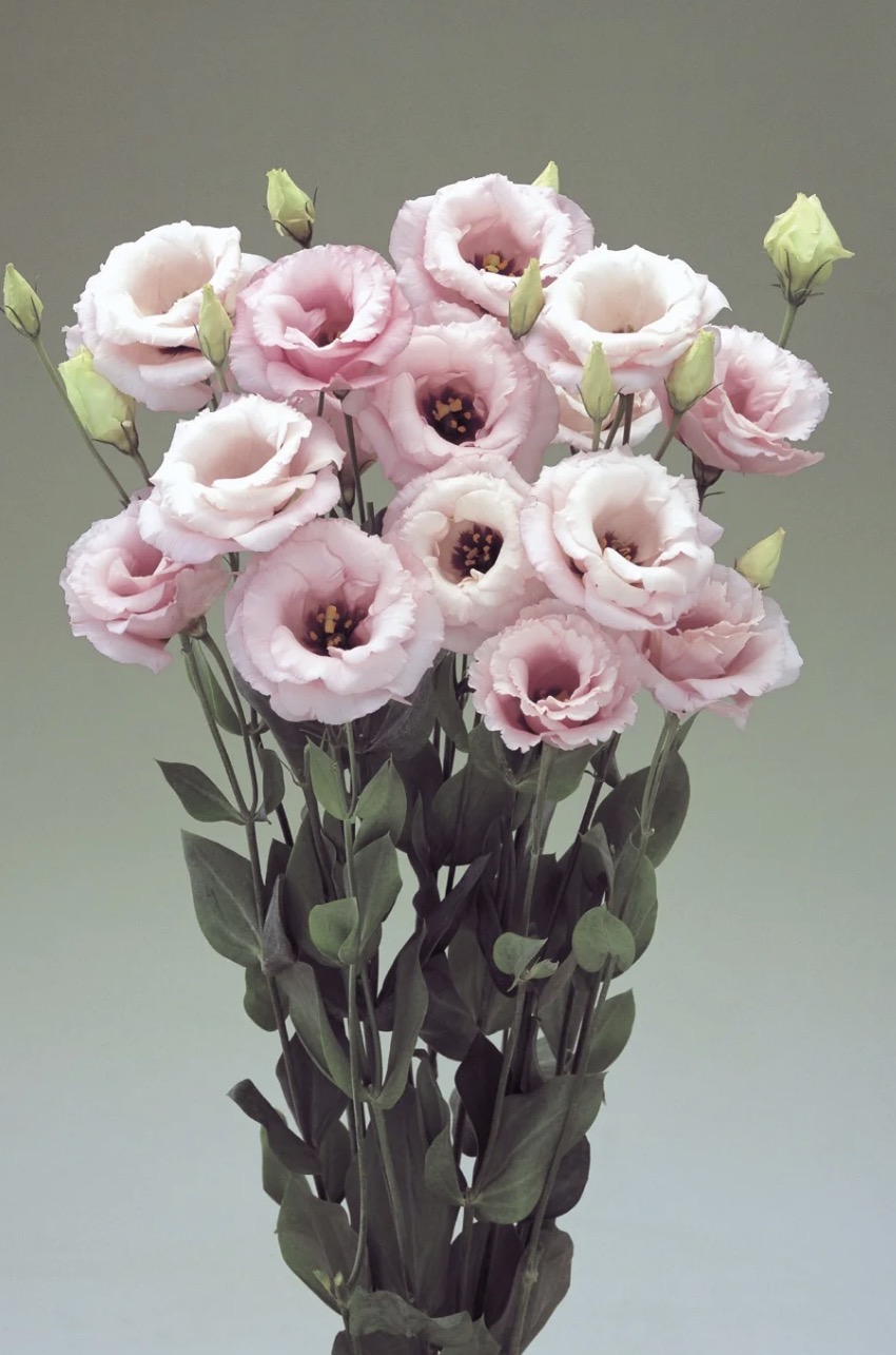 EUSTOMA grandiflorum Arena Light Pink
