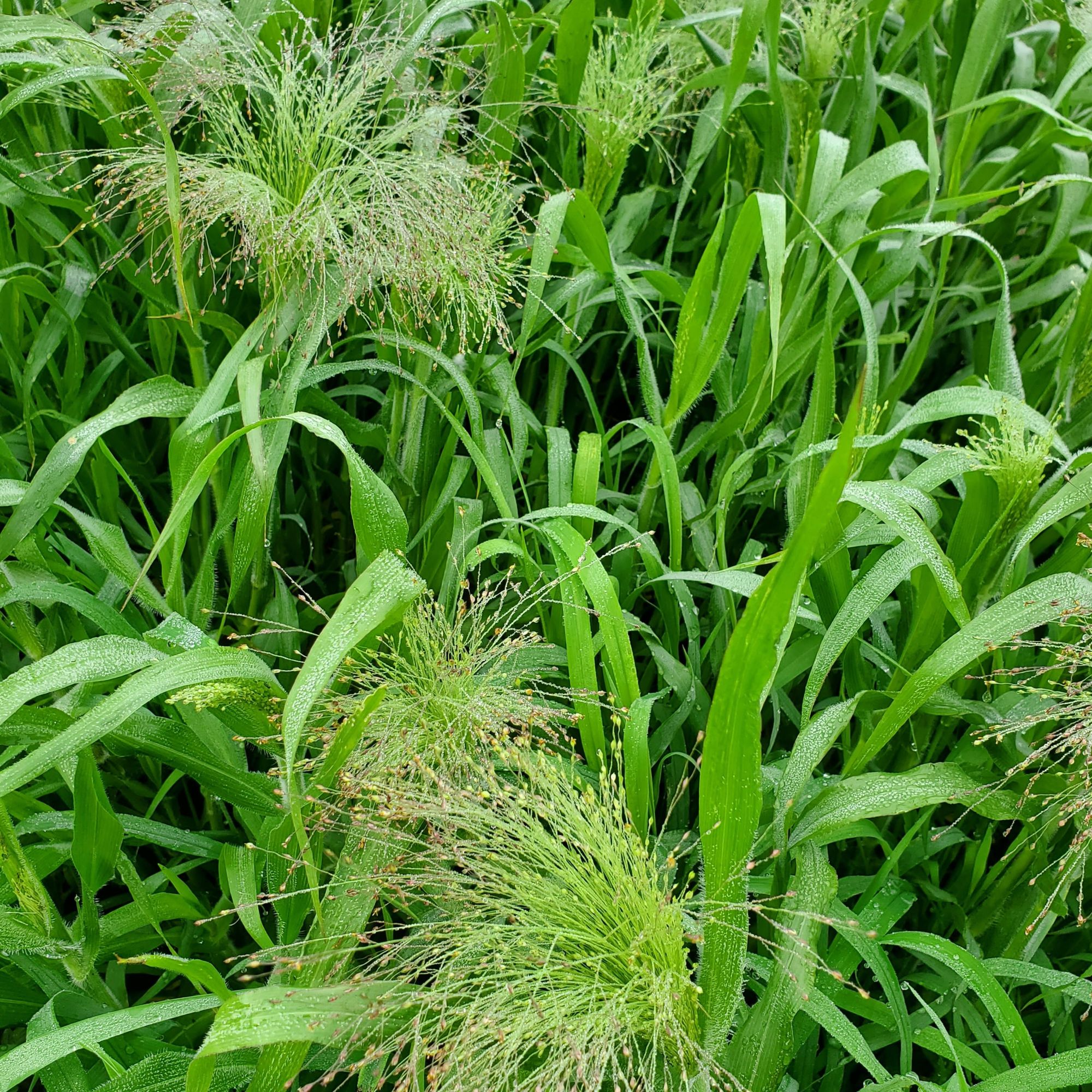 PANICUM elegans