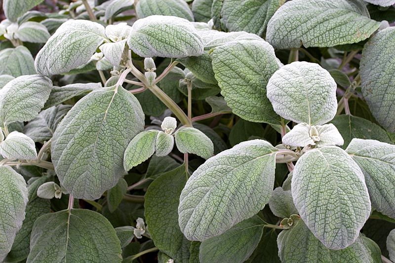 PLECTRANTHUS argentatus
