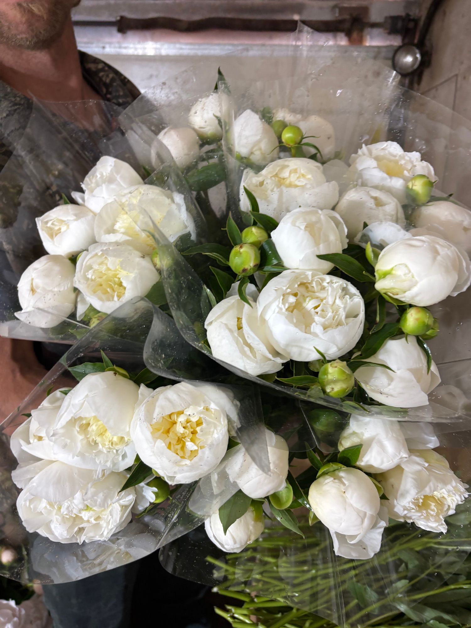 PAEONIA lactiflora Duchesse De Nemours