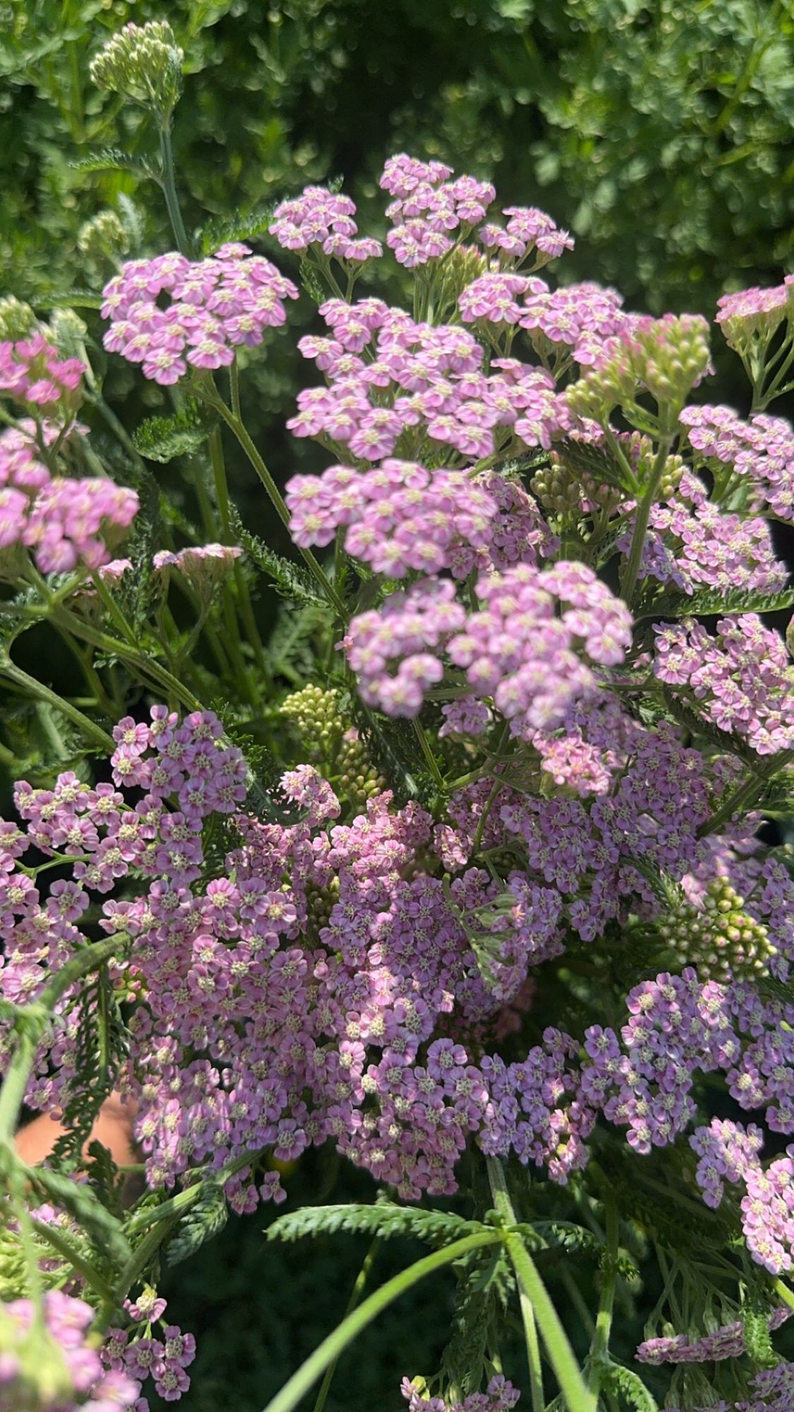 ACHILLEA millefolium