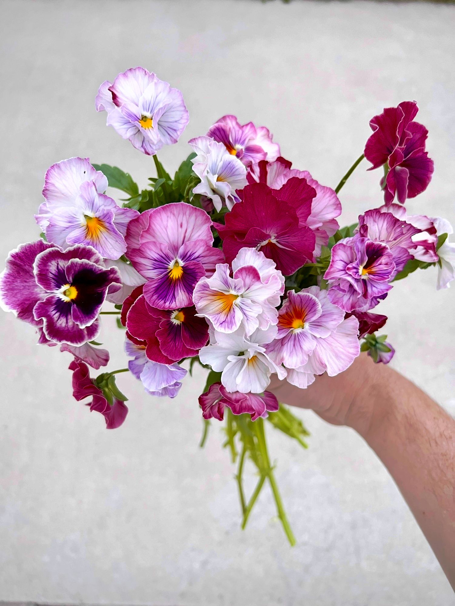 VIOLA x wittrockiana Chianti Mix
