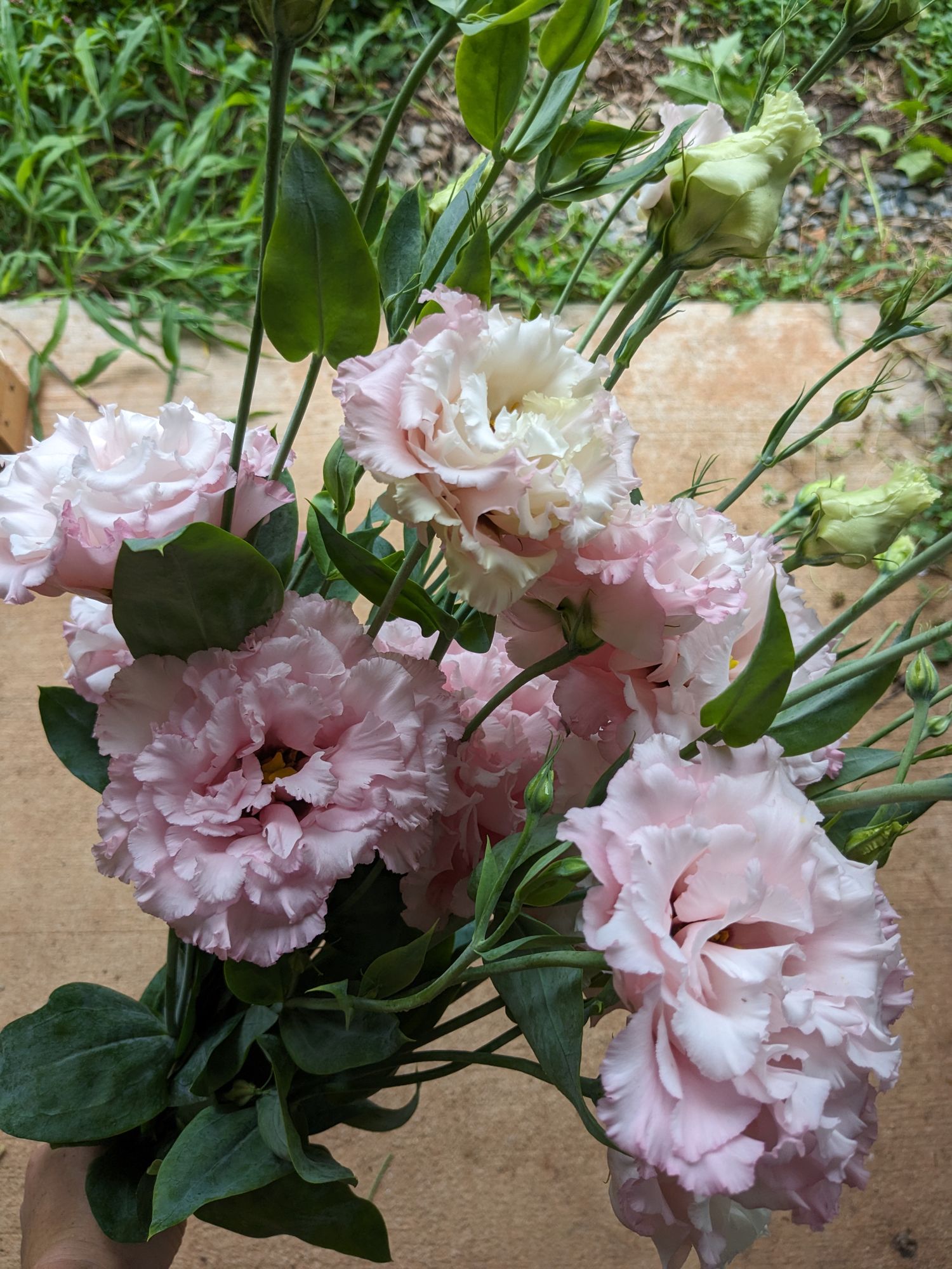 EUSTOMA grandiflorum Celeb