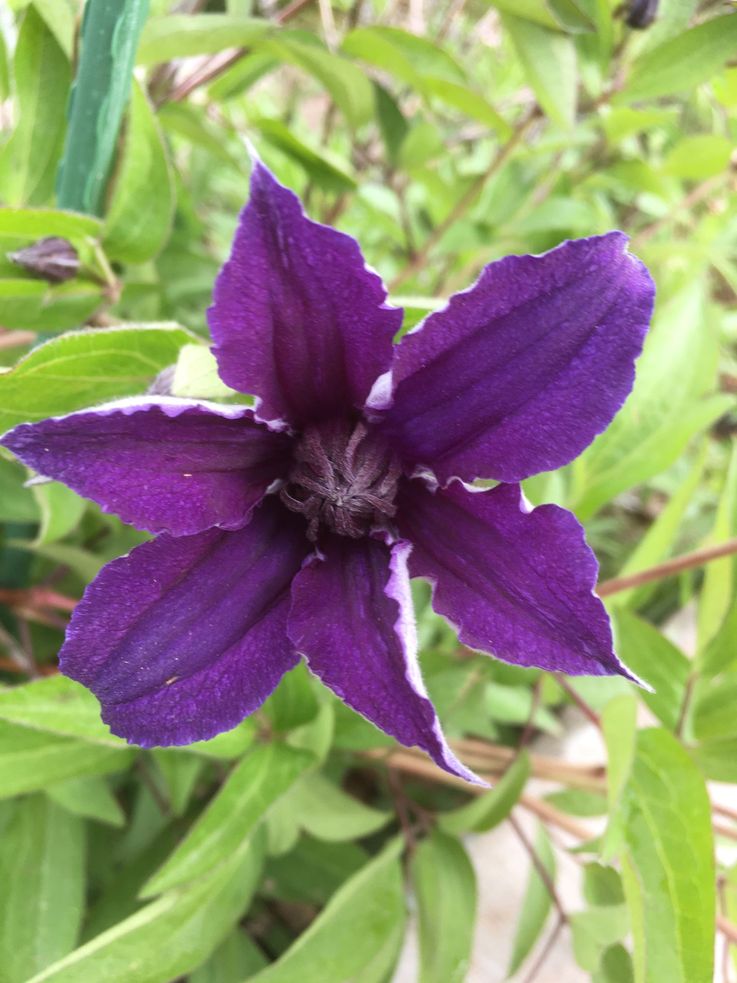 CLEMATIS x