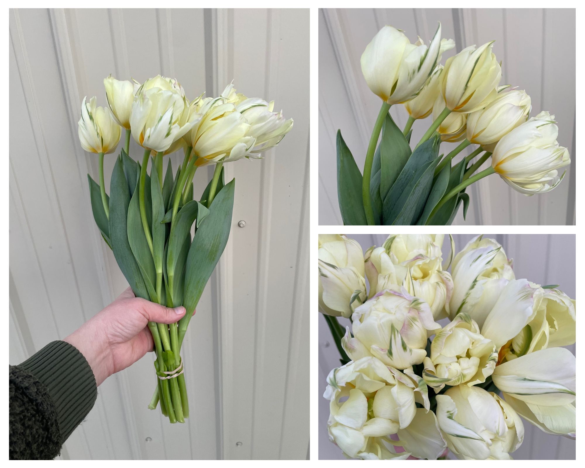 TULIPA Exotic Emperor