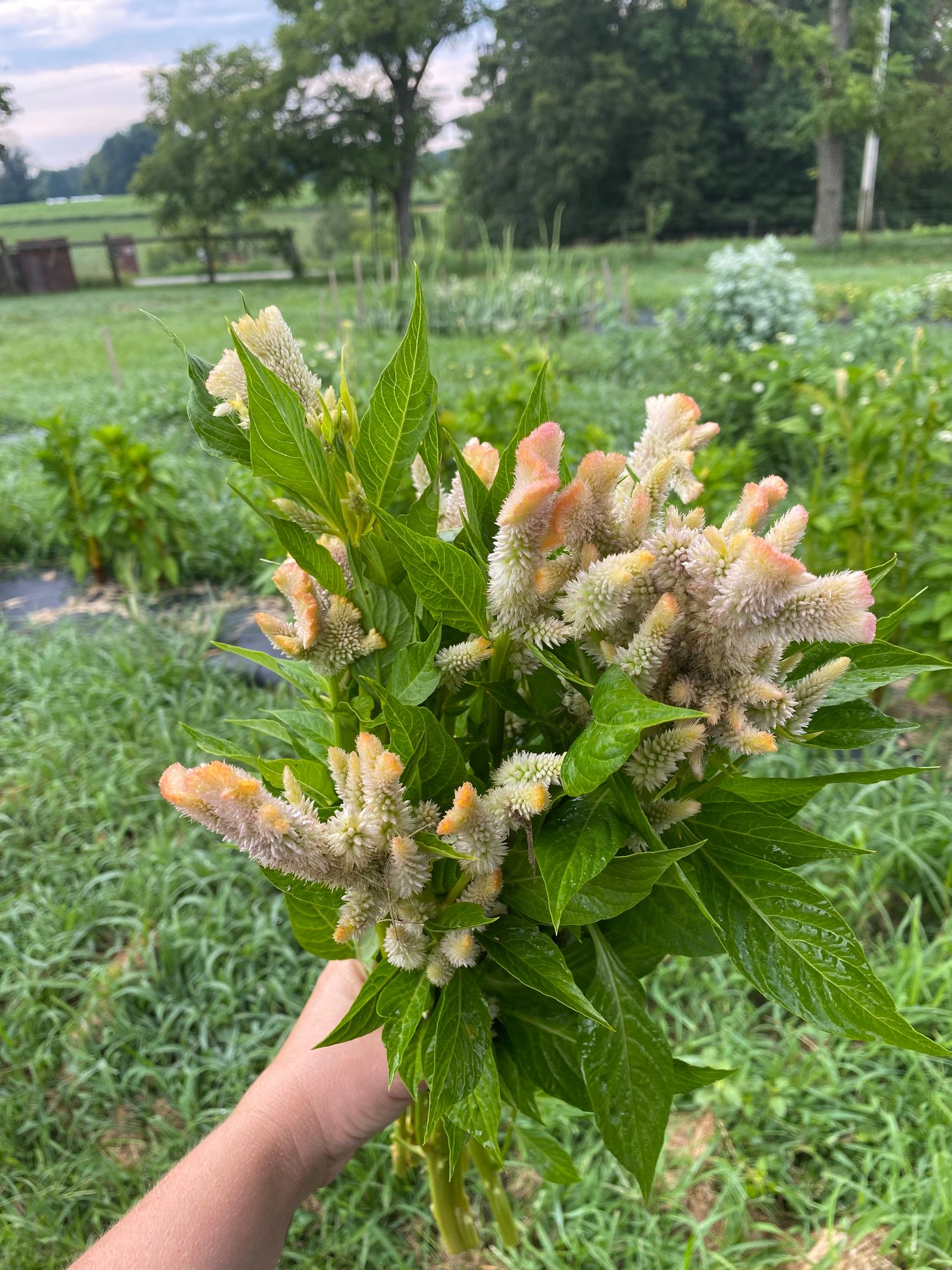 CELOSIA argentea var. cristata Pink Chenille