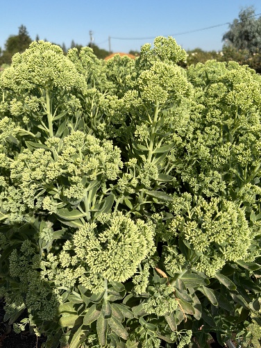 HYLOTELEPHIUM spectabile Autumn Joy