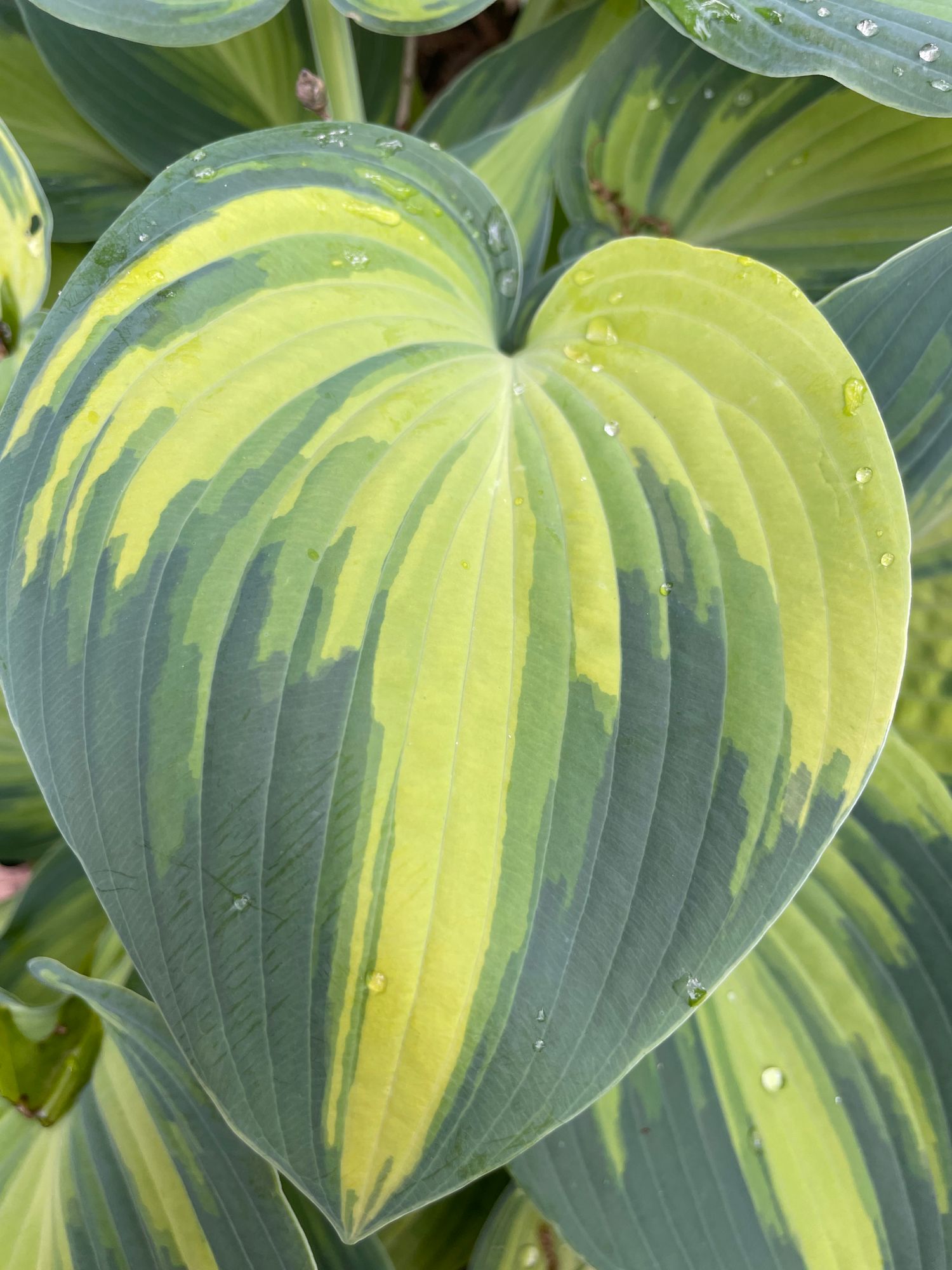 HOSTA elata