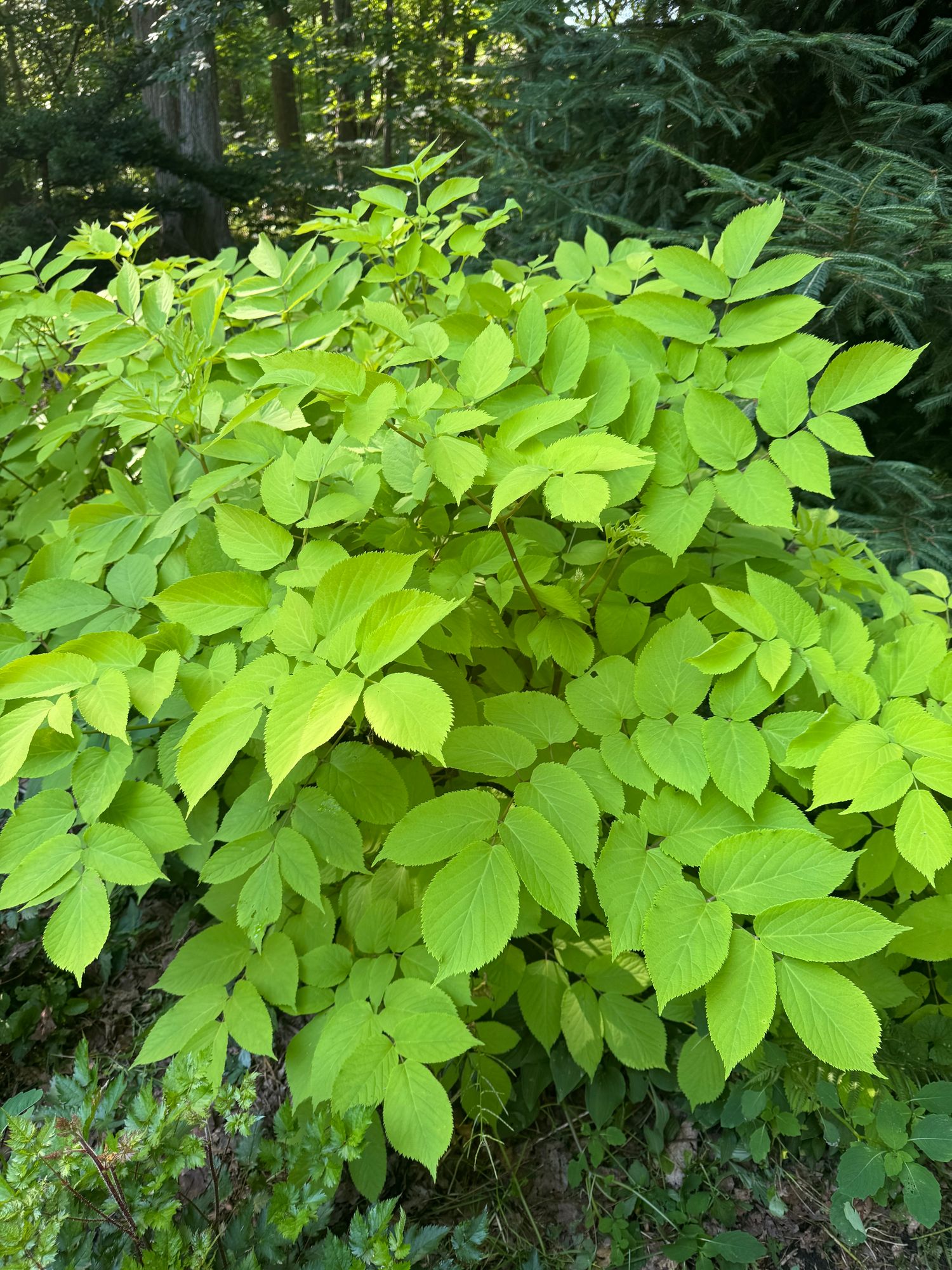 ARALIA racemosa