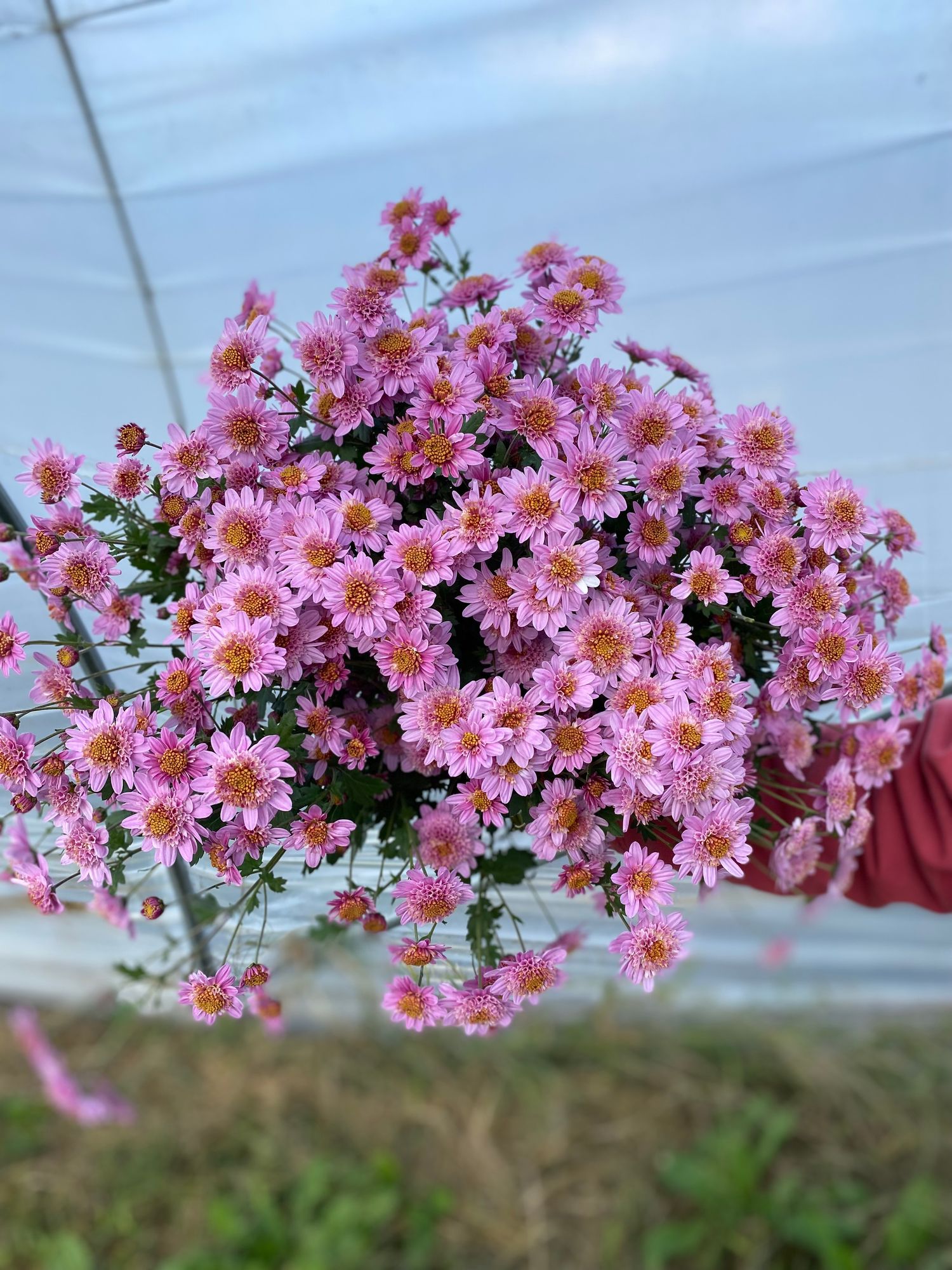 CHRYSANTHEMUM x Pink Fleece