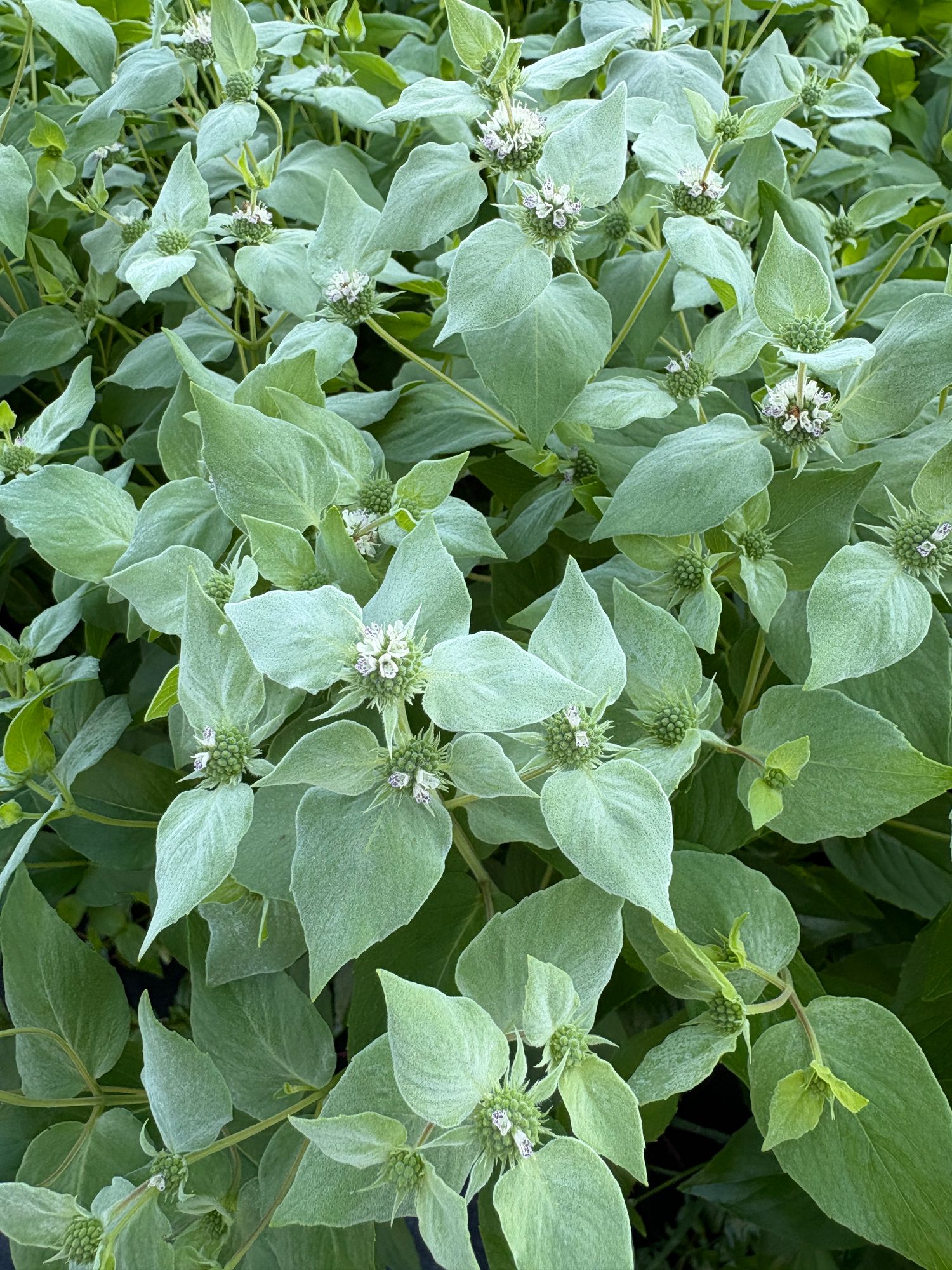 PYCNANTHEMUM pilosum