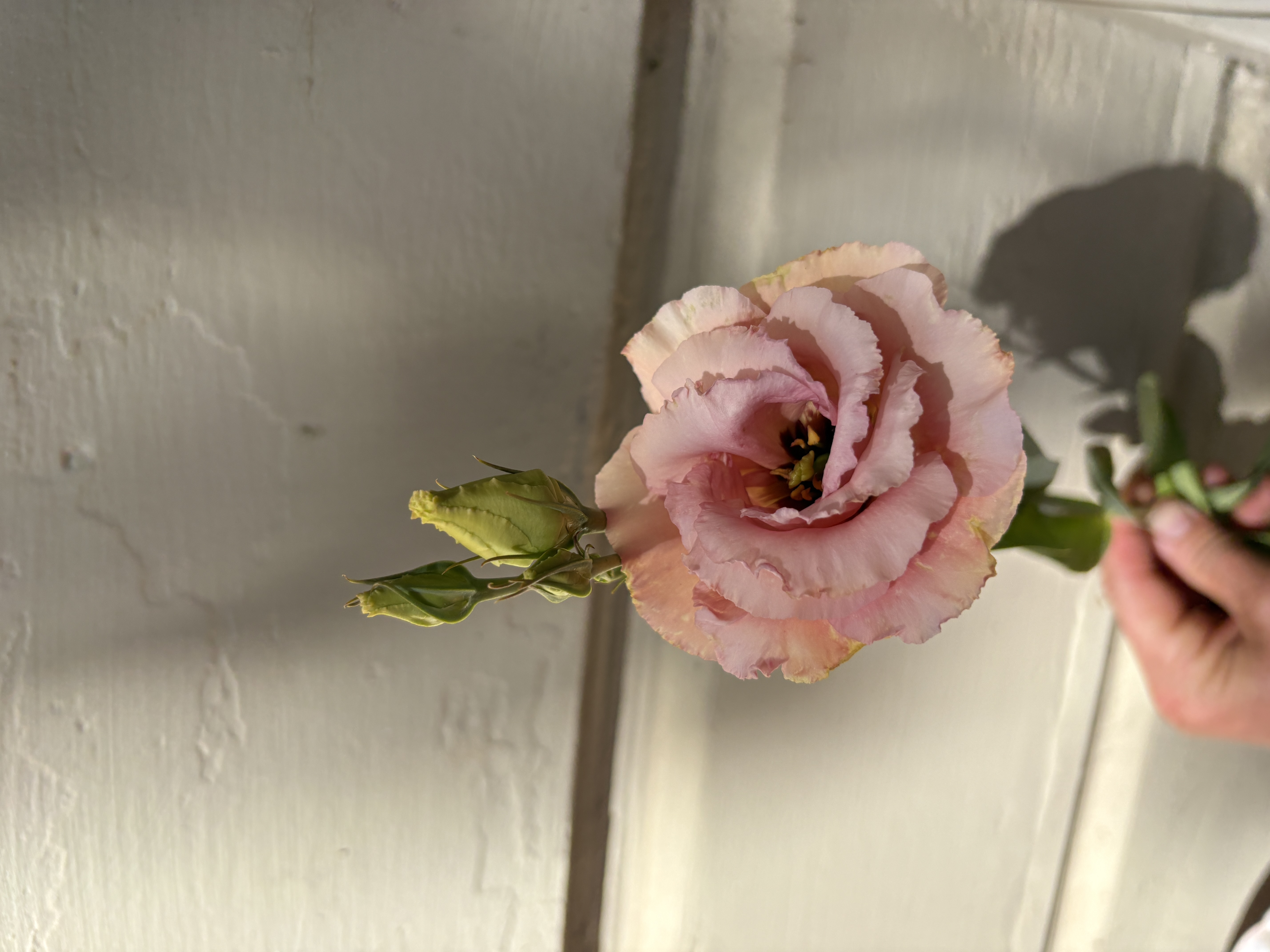 EUSTOMA grandiflorum Corelli Apricot