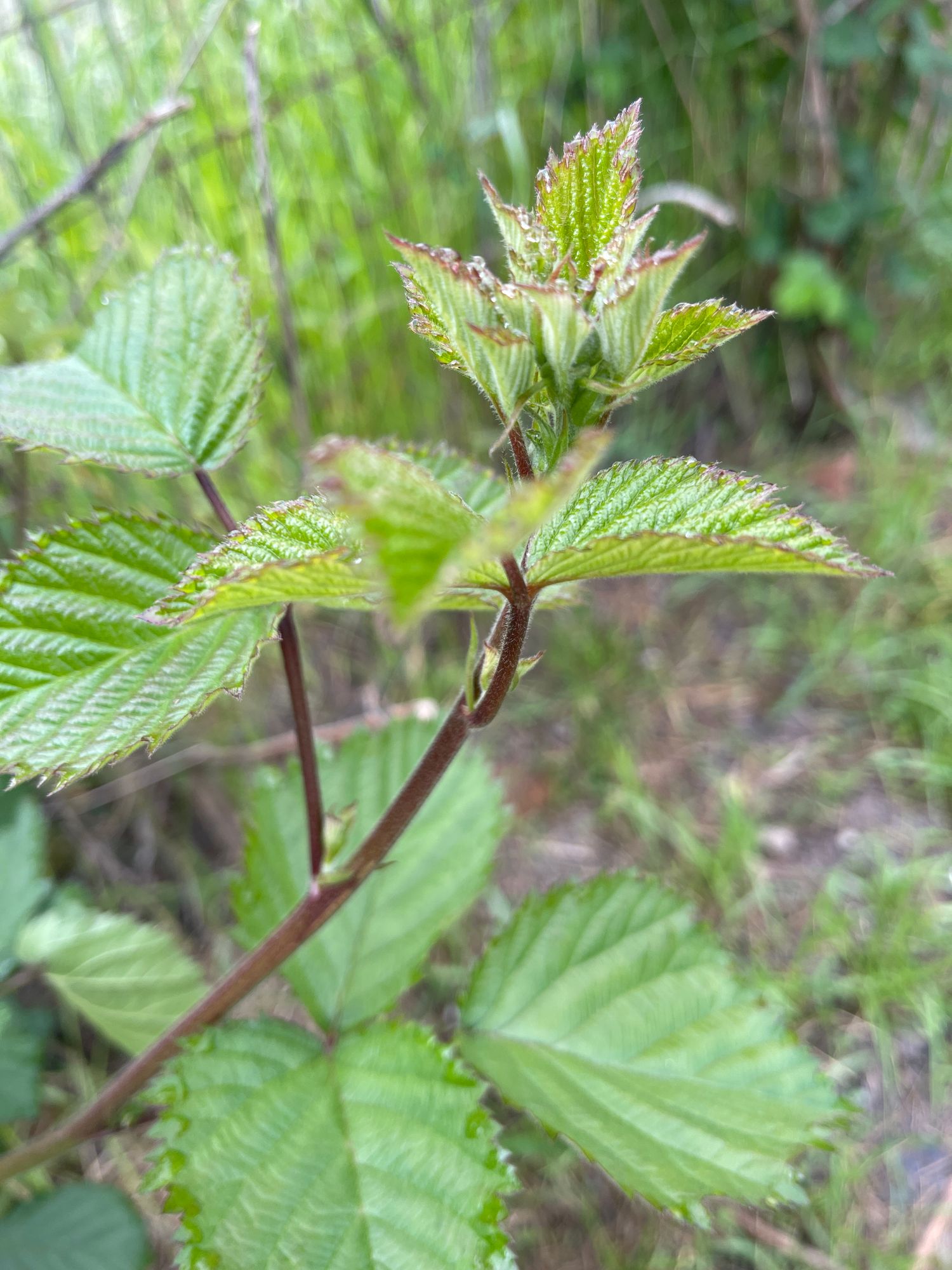 RUBUS ulmifolius