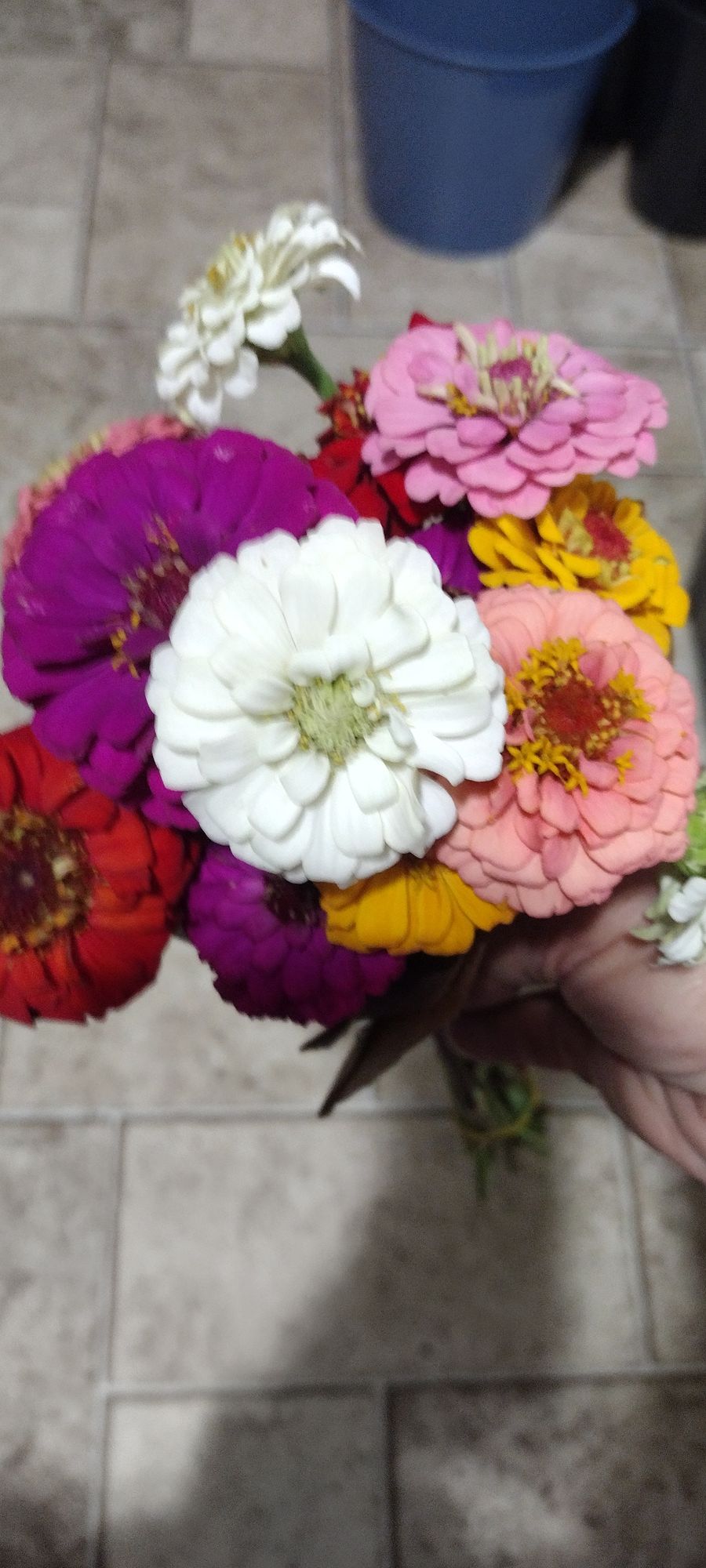 ZINNIA elegans Oklahoma Series