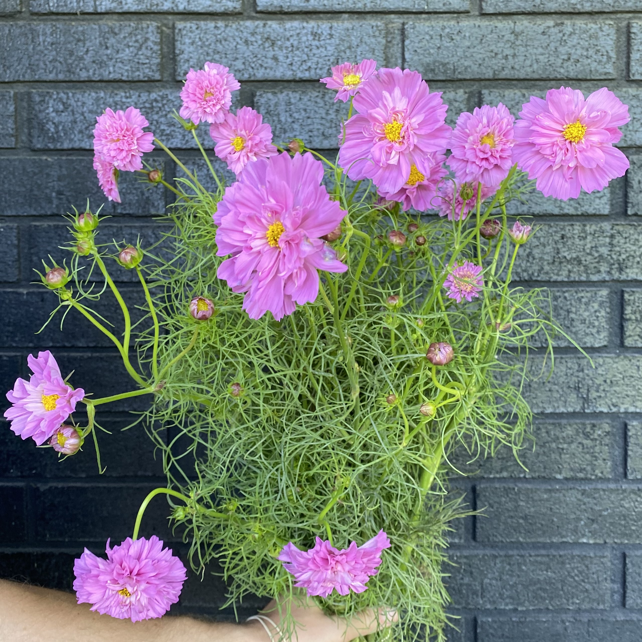 COSMOS bipinnatus Double Click Rose Bon Bon