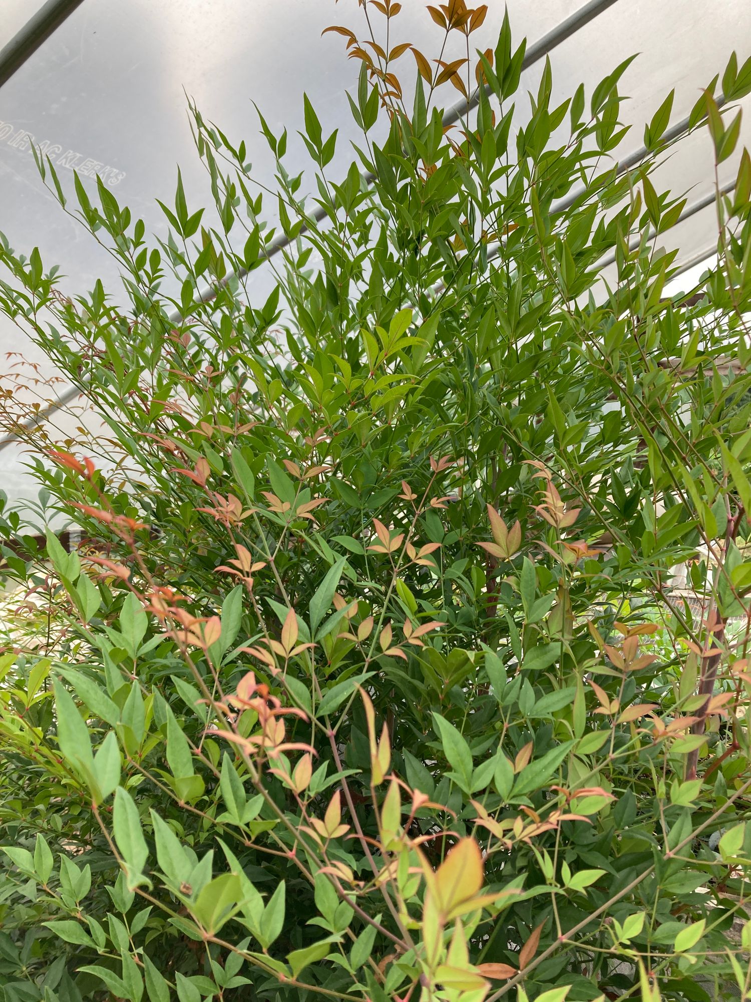 NANDINA domestica