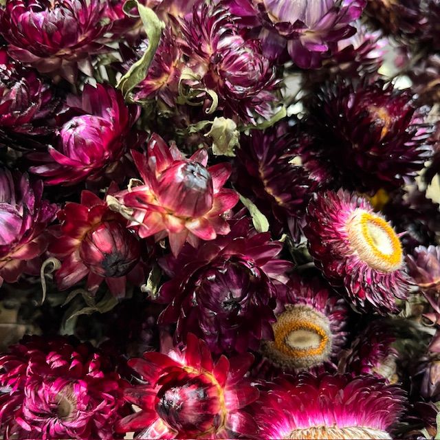 XEROCHRYSUM bracteatum Purple Red