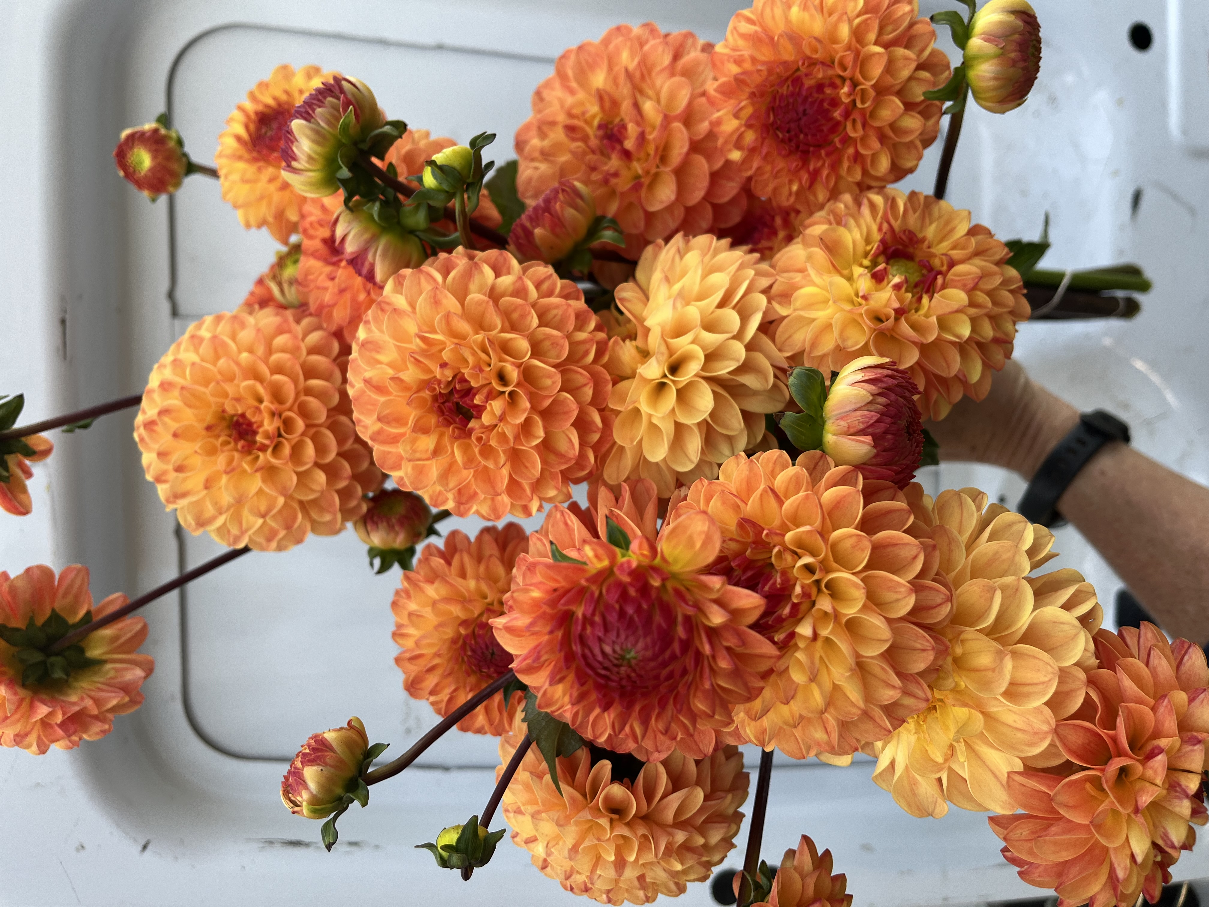 DAHLIA Ball
