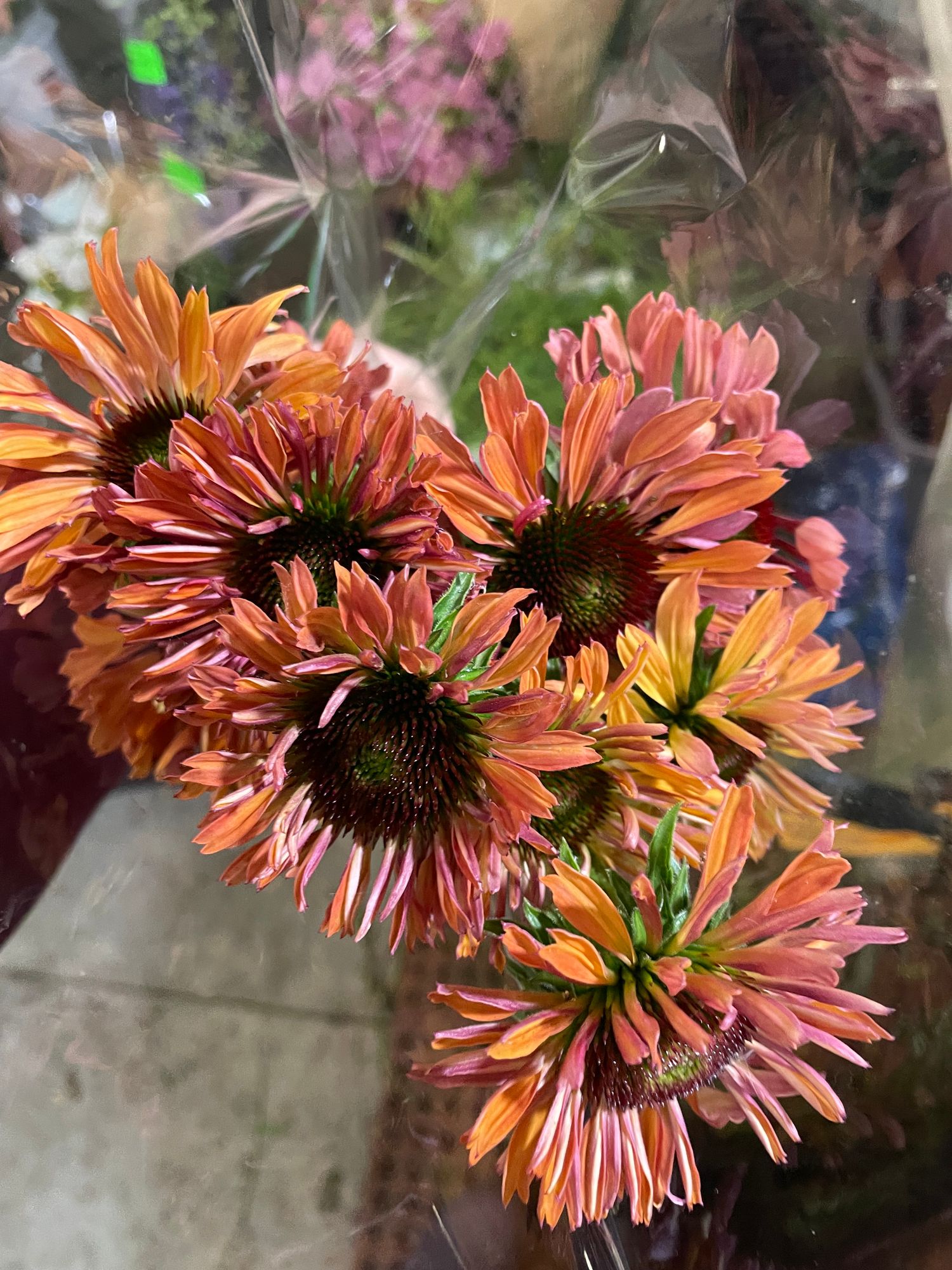 ECHINACEA x Fresco Apricot