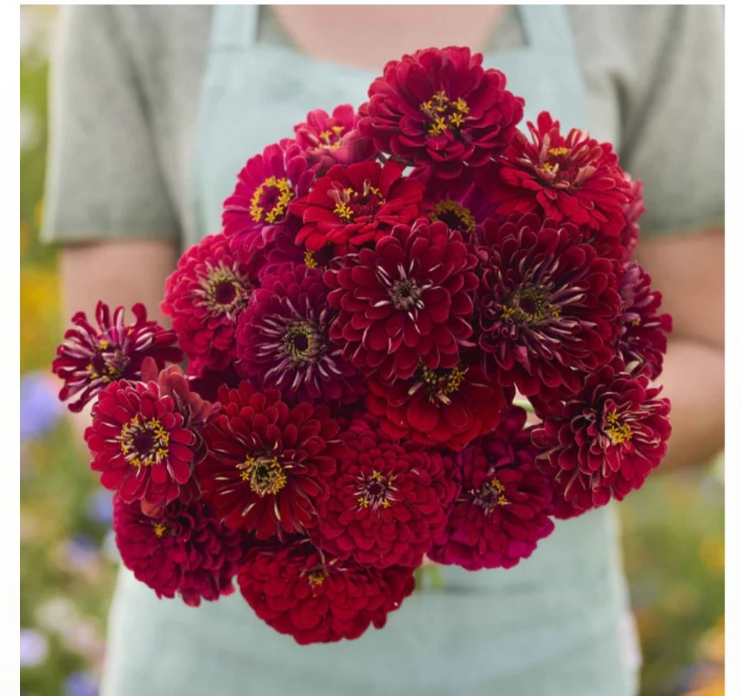 ZINNIA elegans Benarys Giant