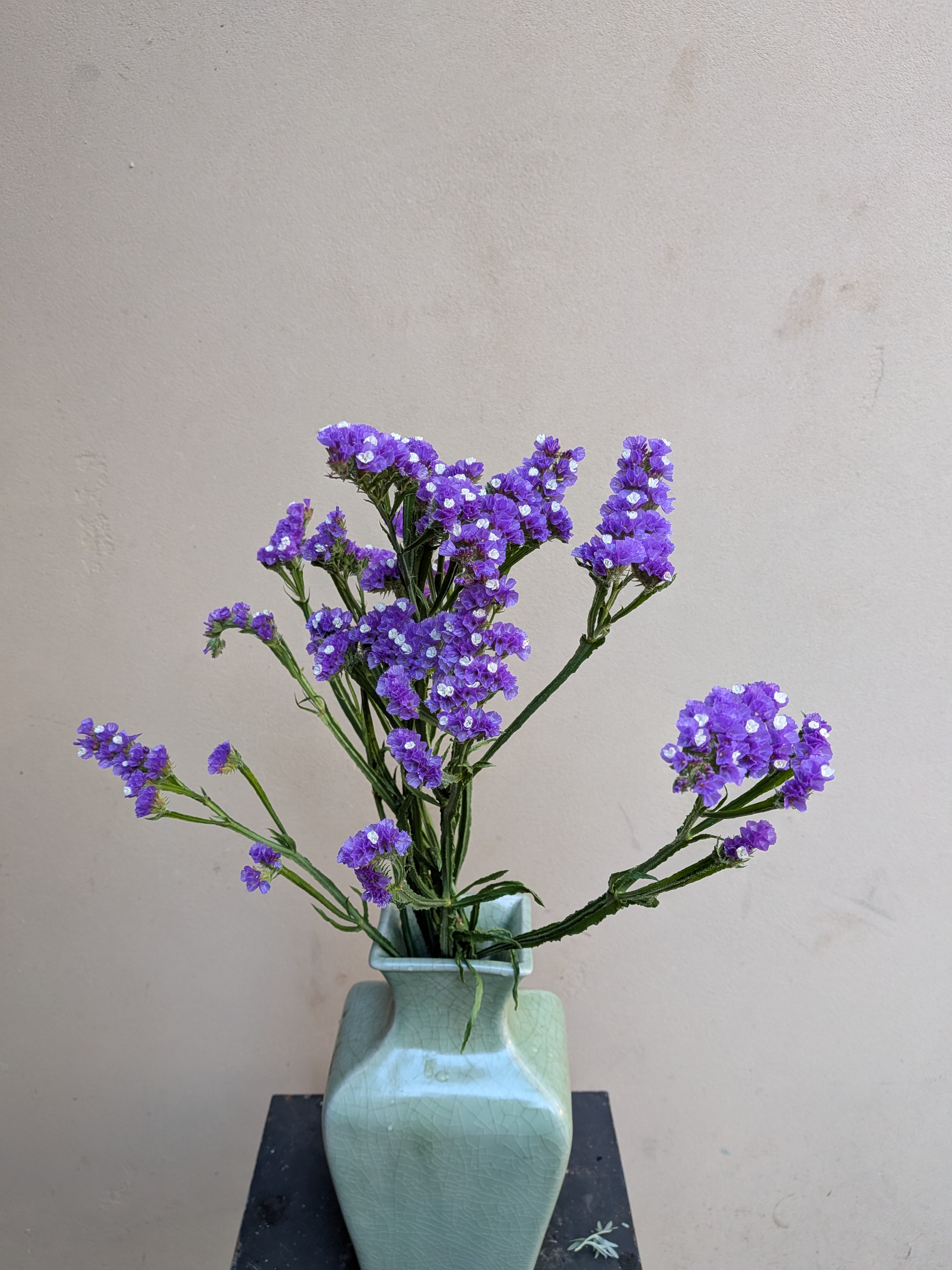 LIMONIUM sinuatum Seeker