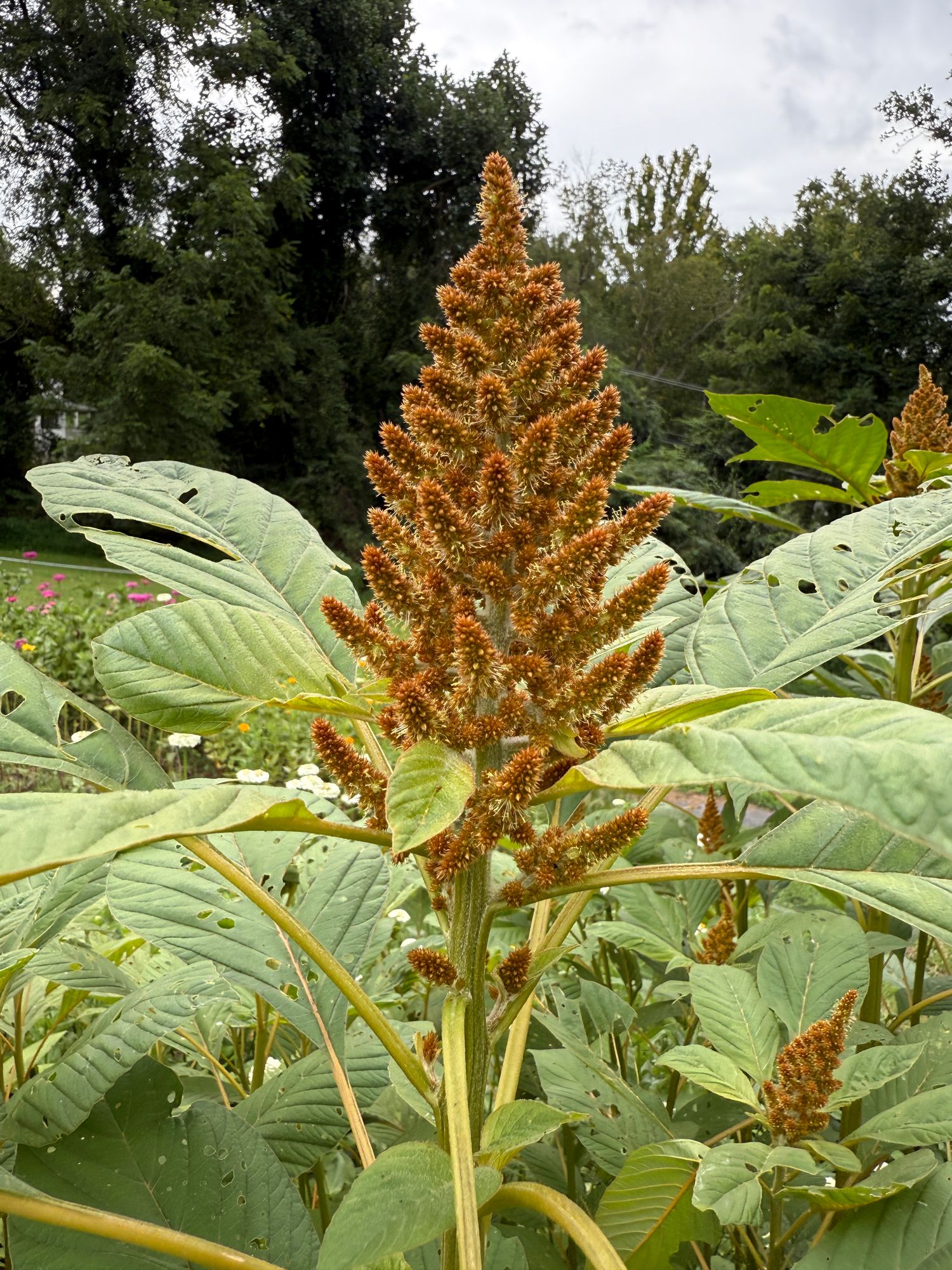 AMARANTHUS cruentus Hot Biscuits