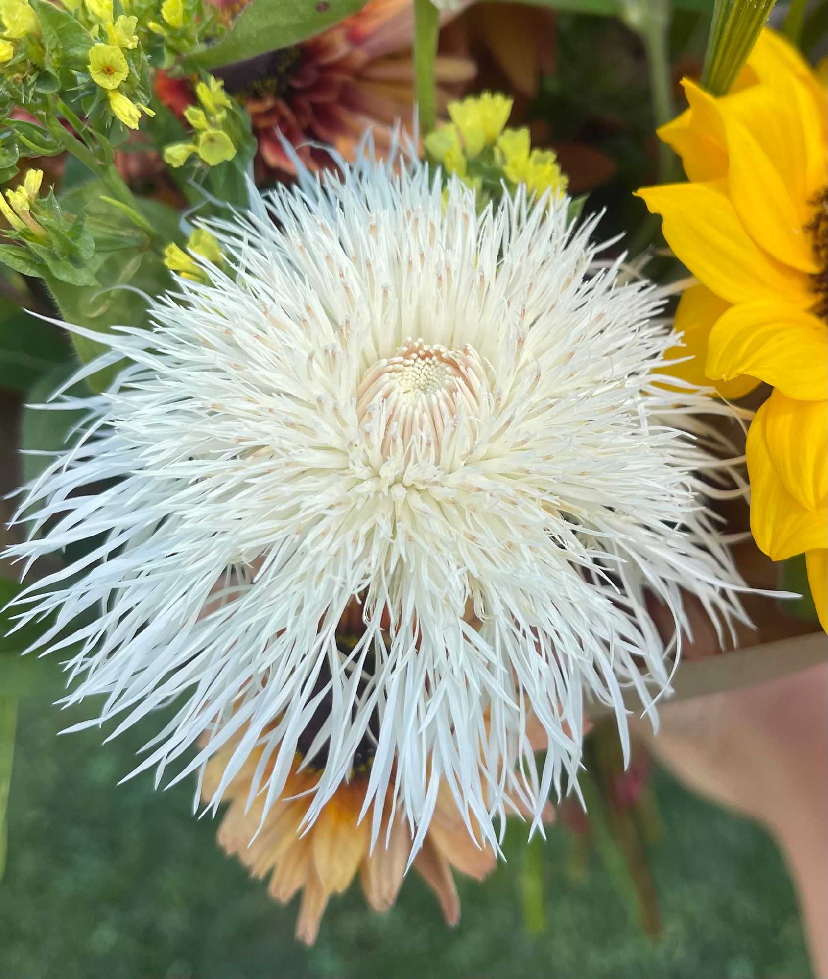 CENTAUREA americana