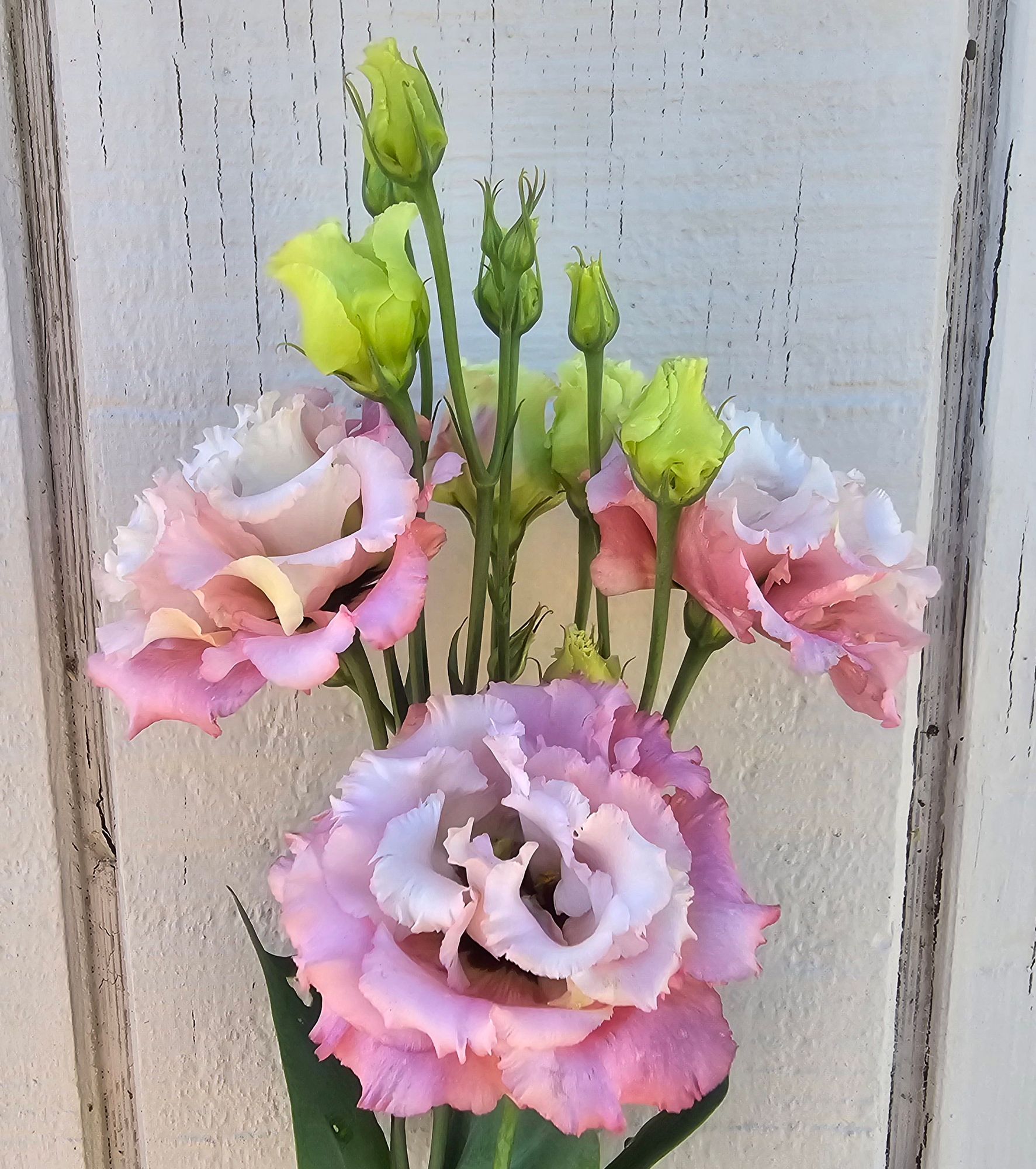 EUSTOMA grandiflorum
