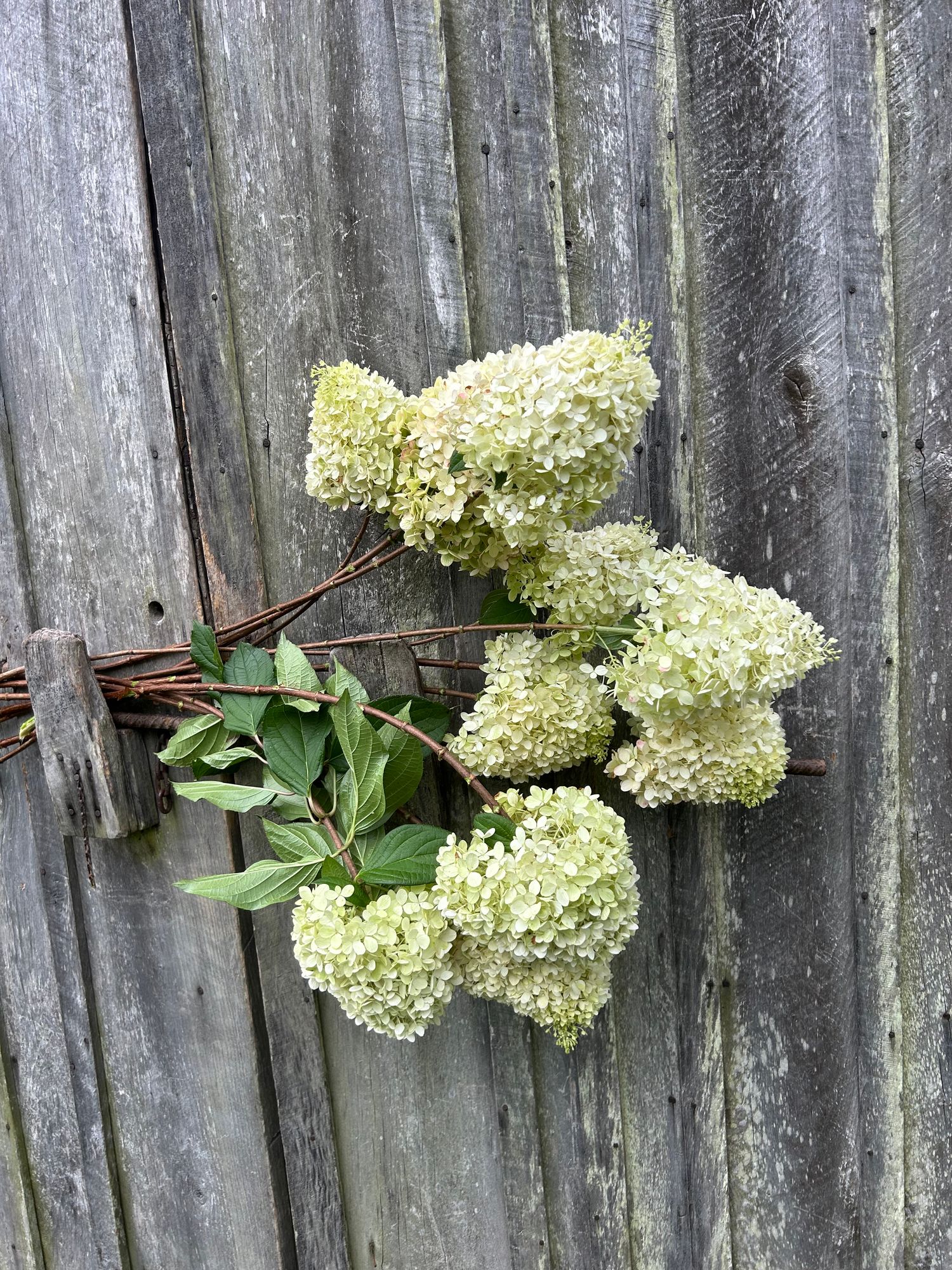 HYDRANGEA arborescens Invincibelle Limetta
