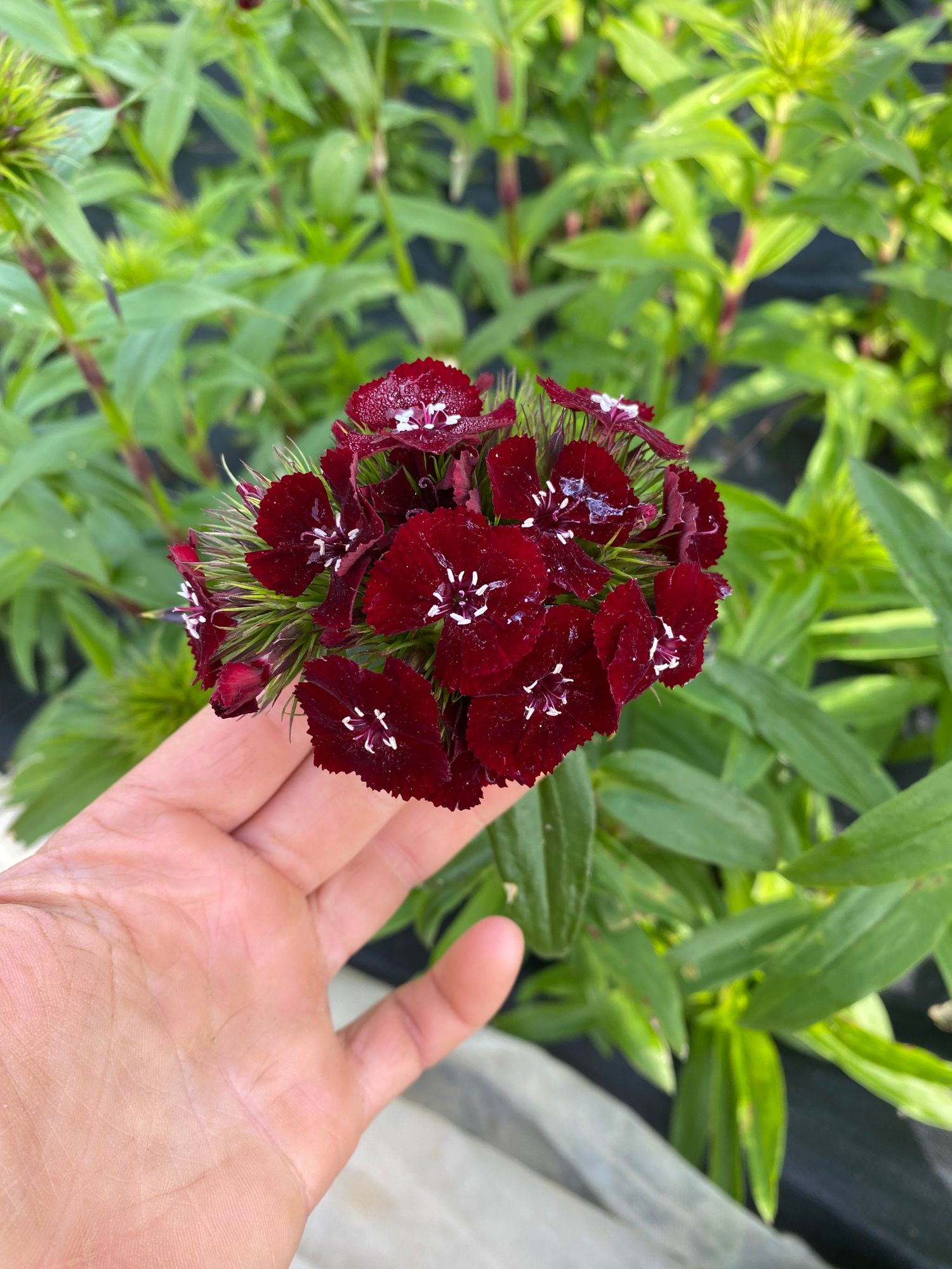 DIANTHUS barbatus Sweet Black Cherry