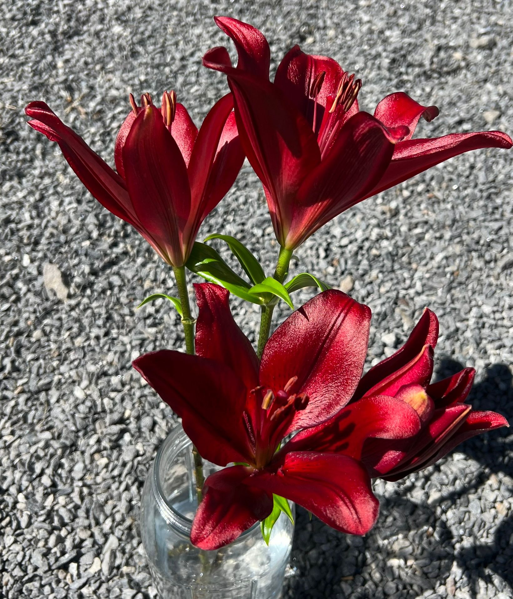 LILIUM longiflorum x asiatic