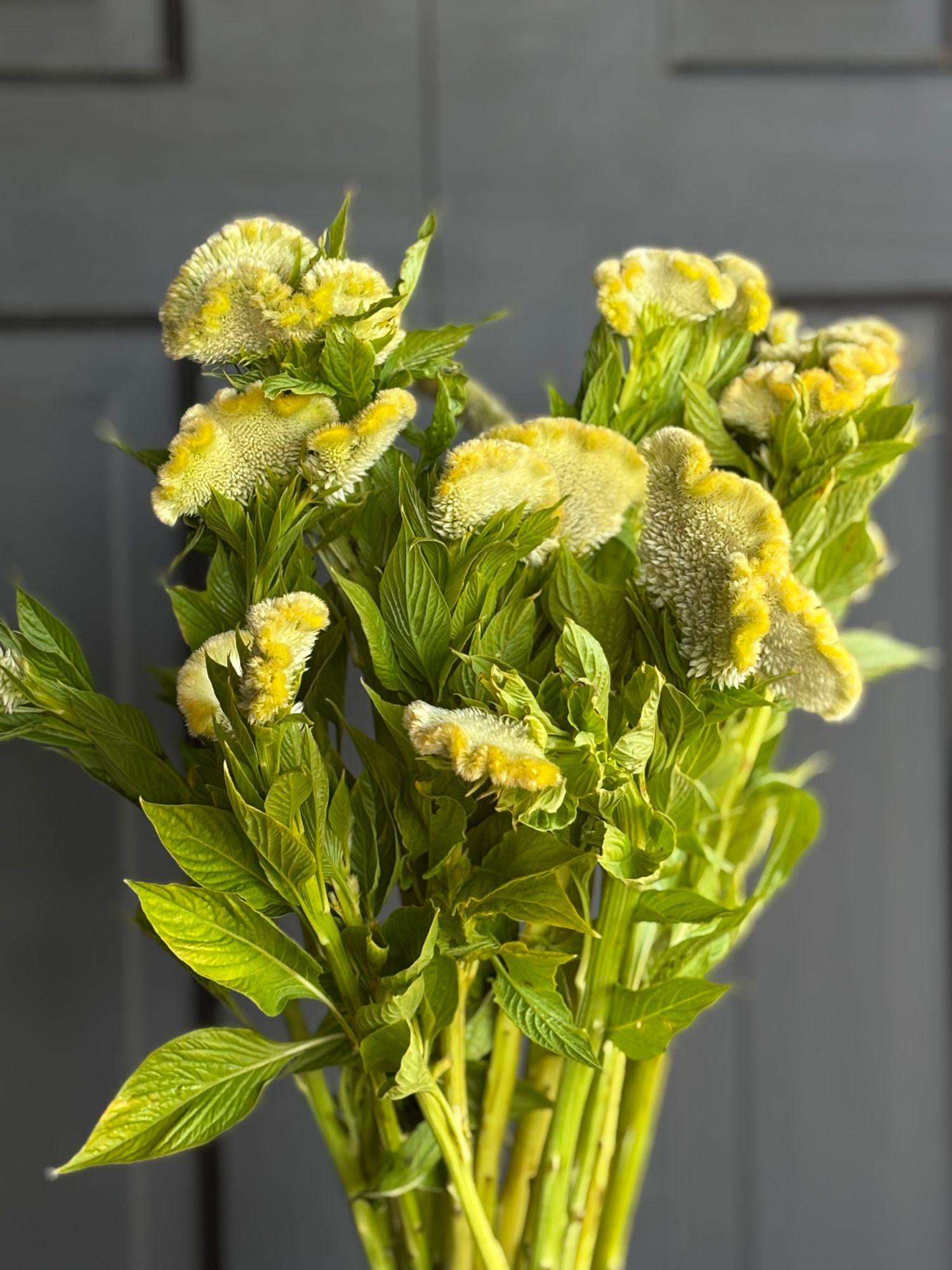 CELOSIA argentea var. cristata