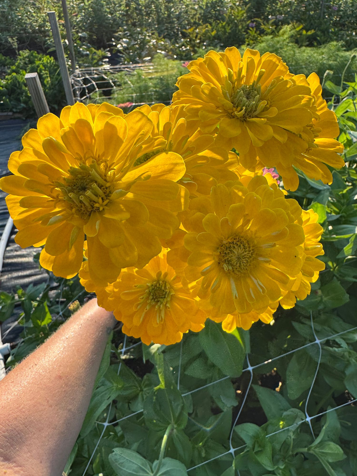 ZINNIA elegans Benarys Giant