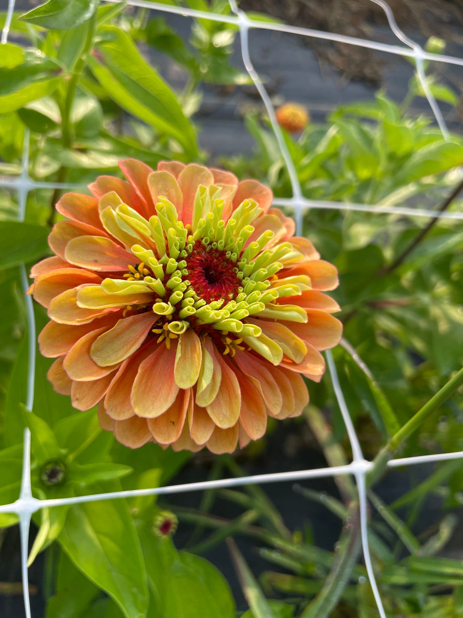 ZINNIA elegans Queeny Lime Orange