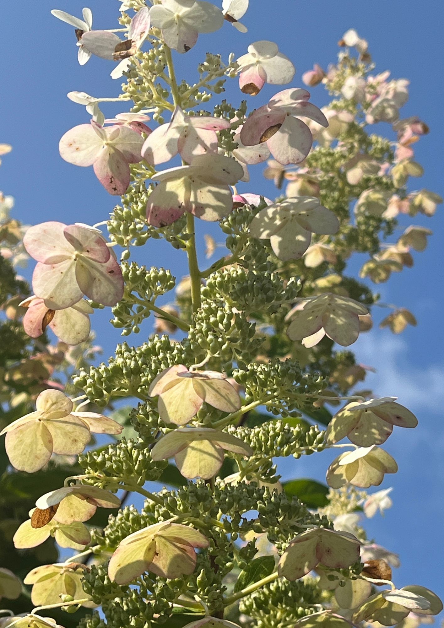 HYDRANGEA paniculata Tardiva