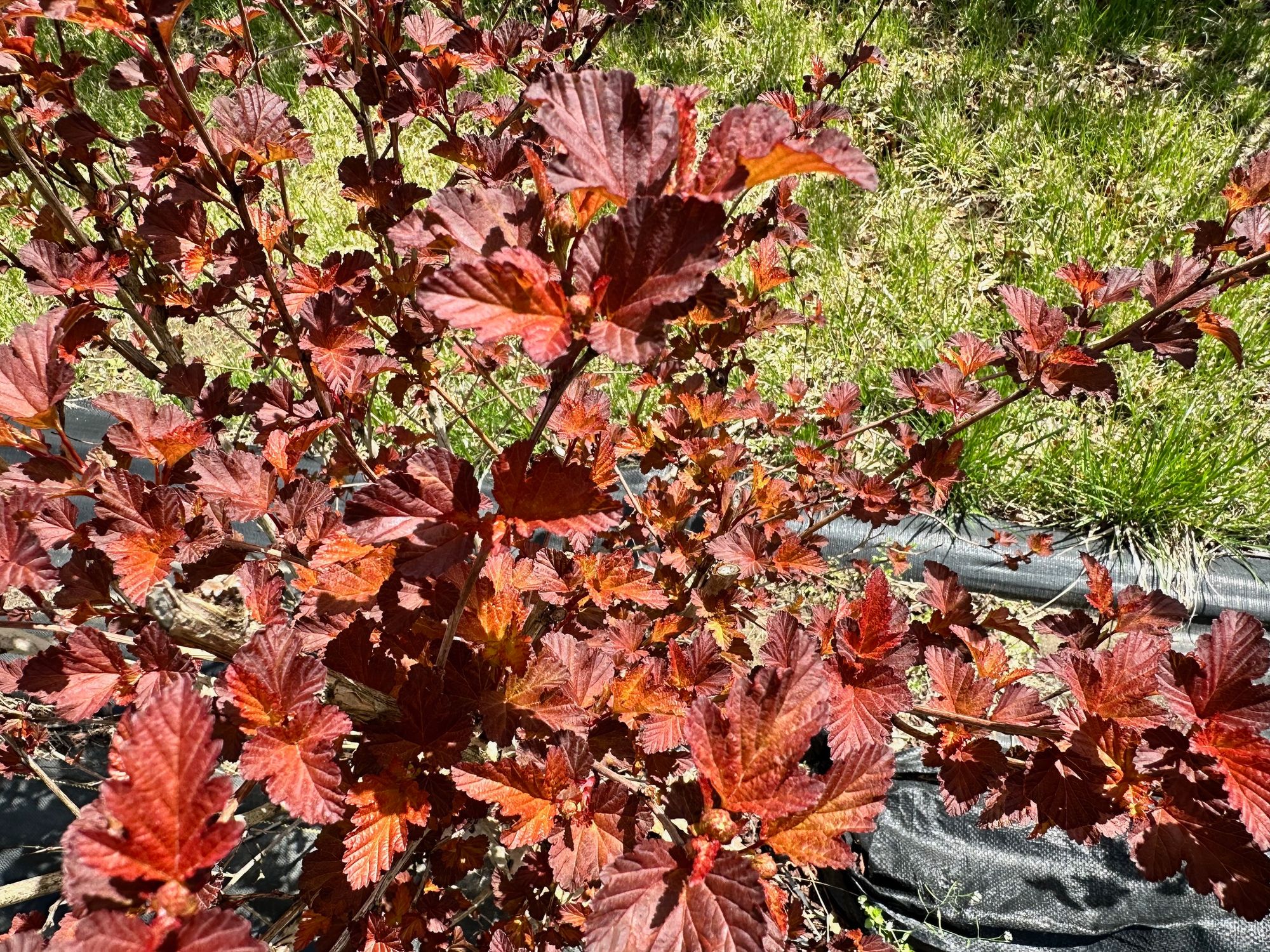 PHYSOCARPUS opulifolius