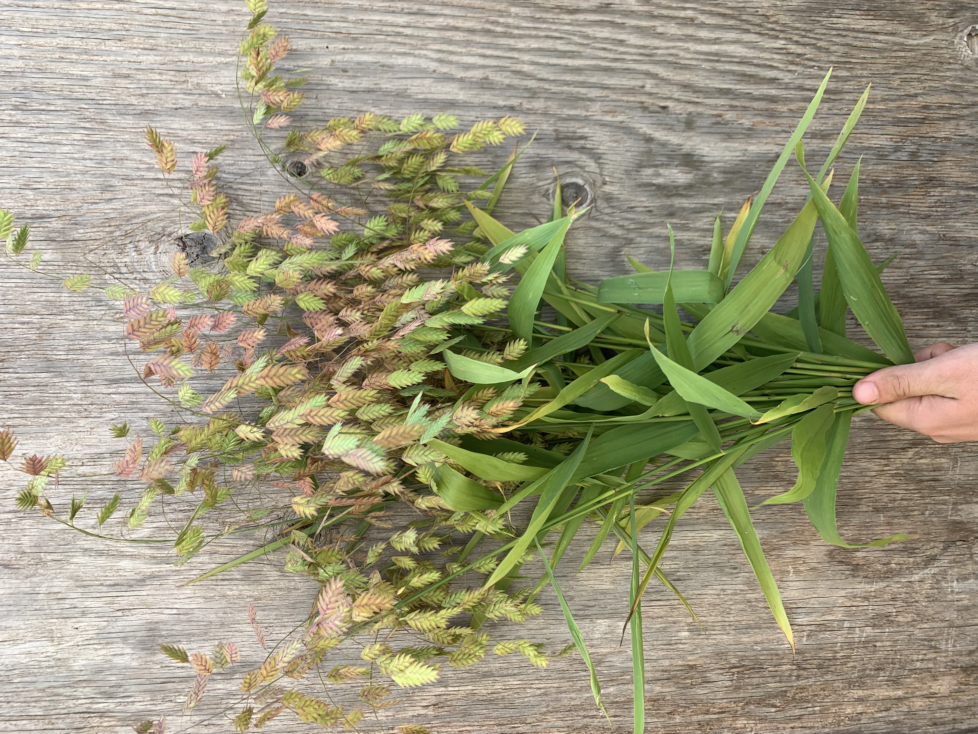CHASMANTHIUM latifolium