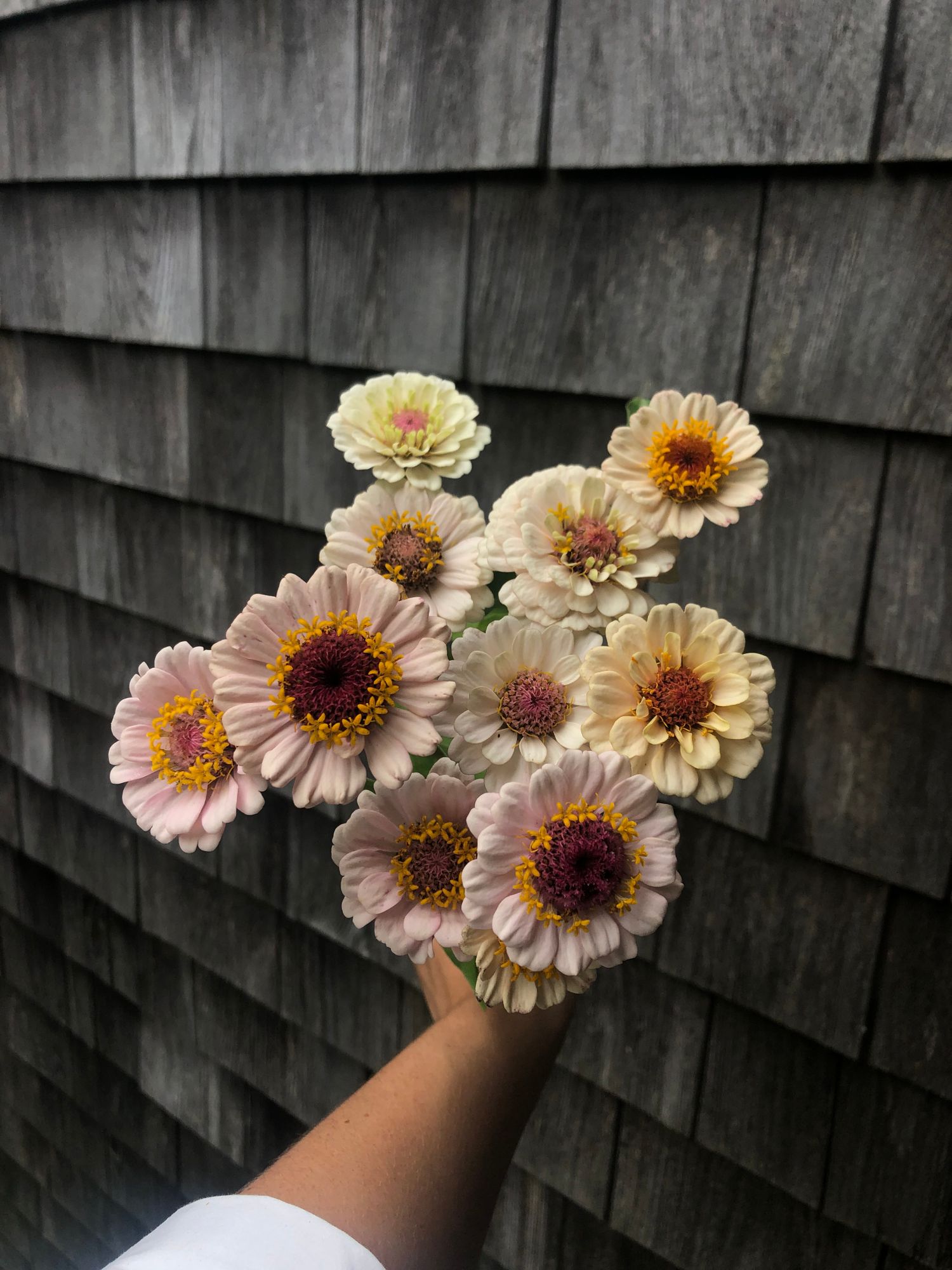 ZINNIA elegans Little Flower Girl Mix