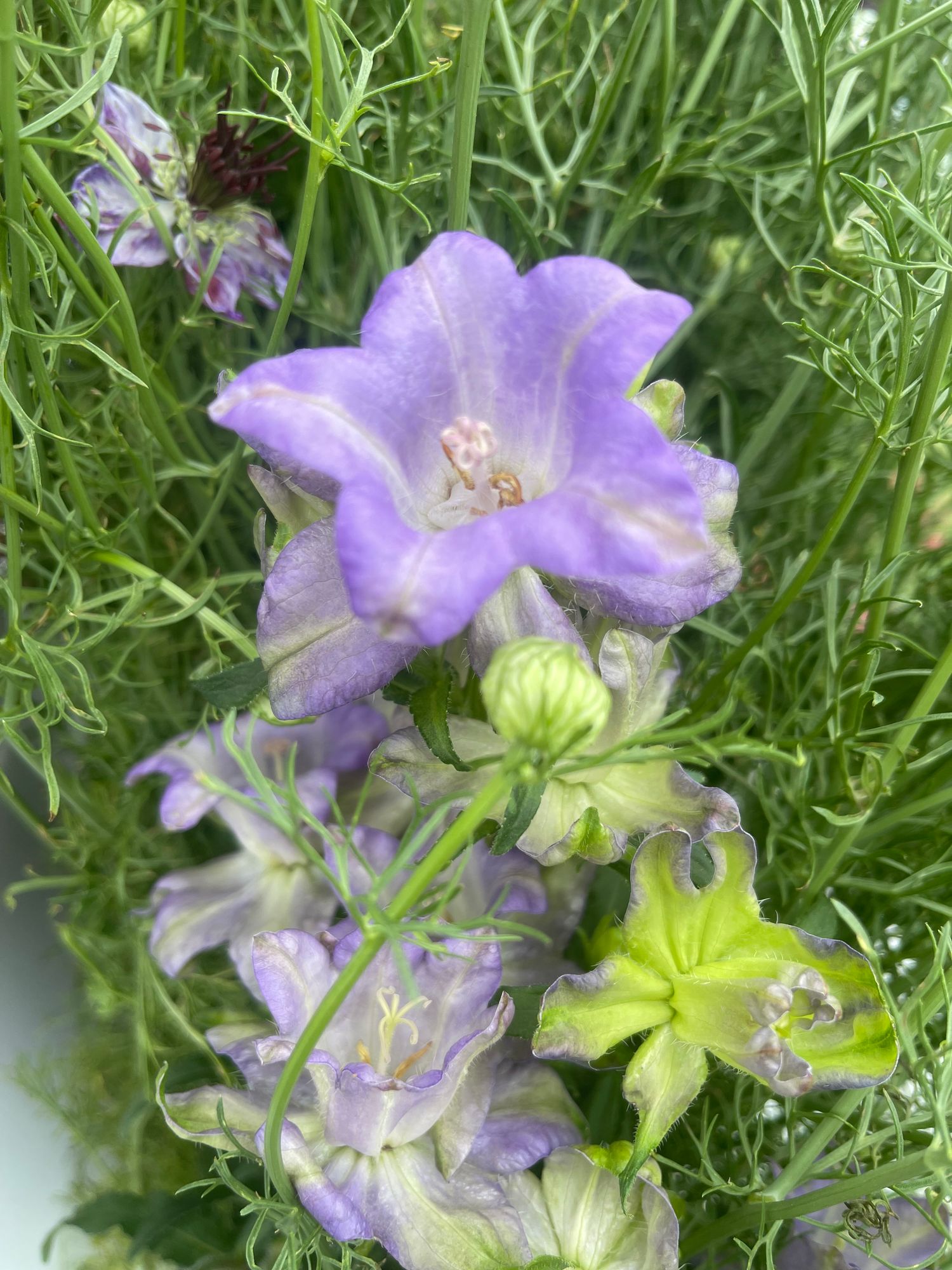 CAMPANULA medium Pink
