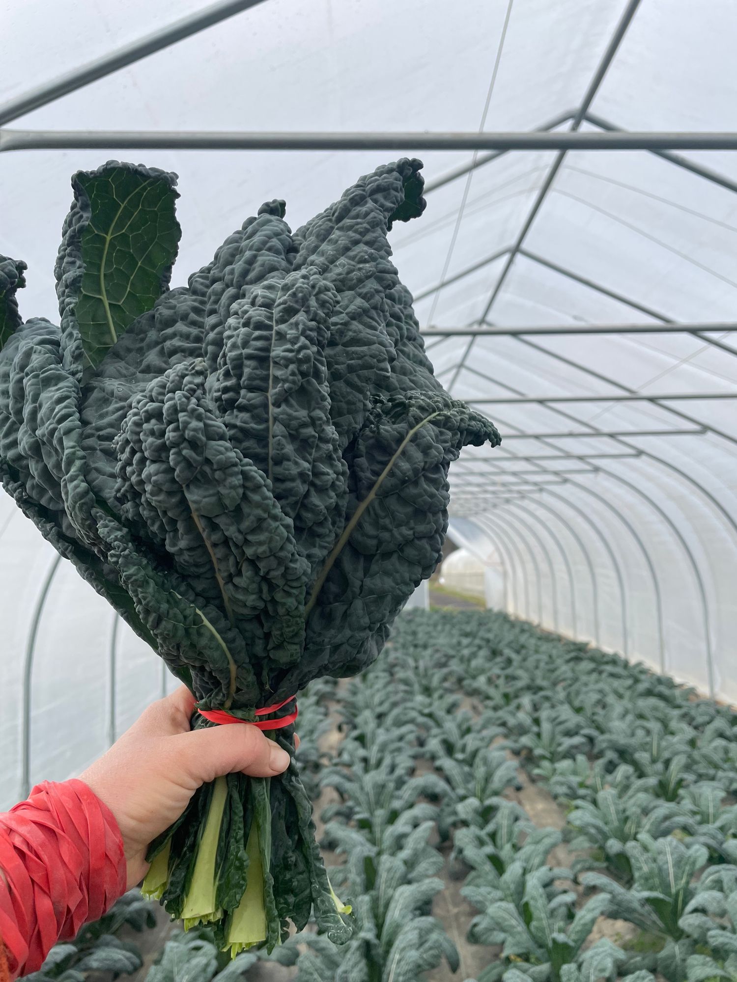 Lacinato (Dino) Kale