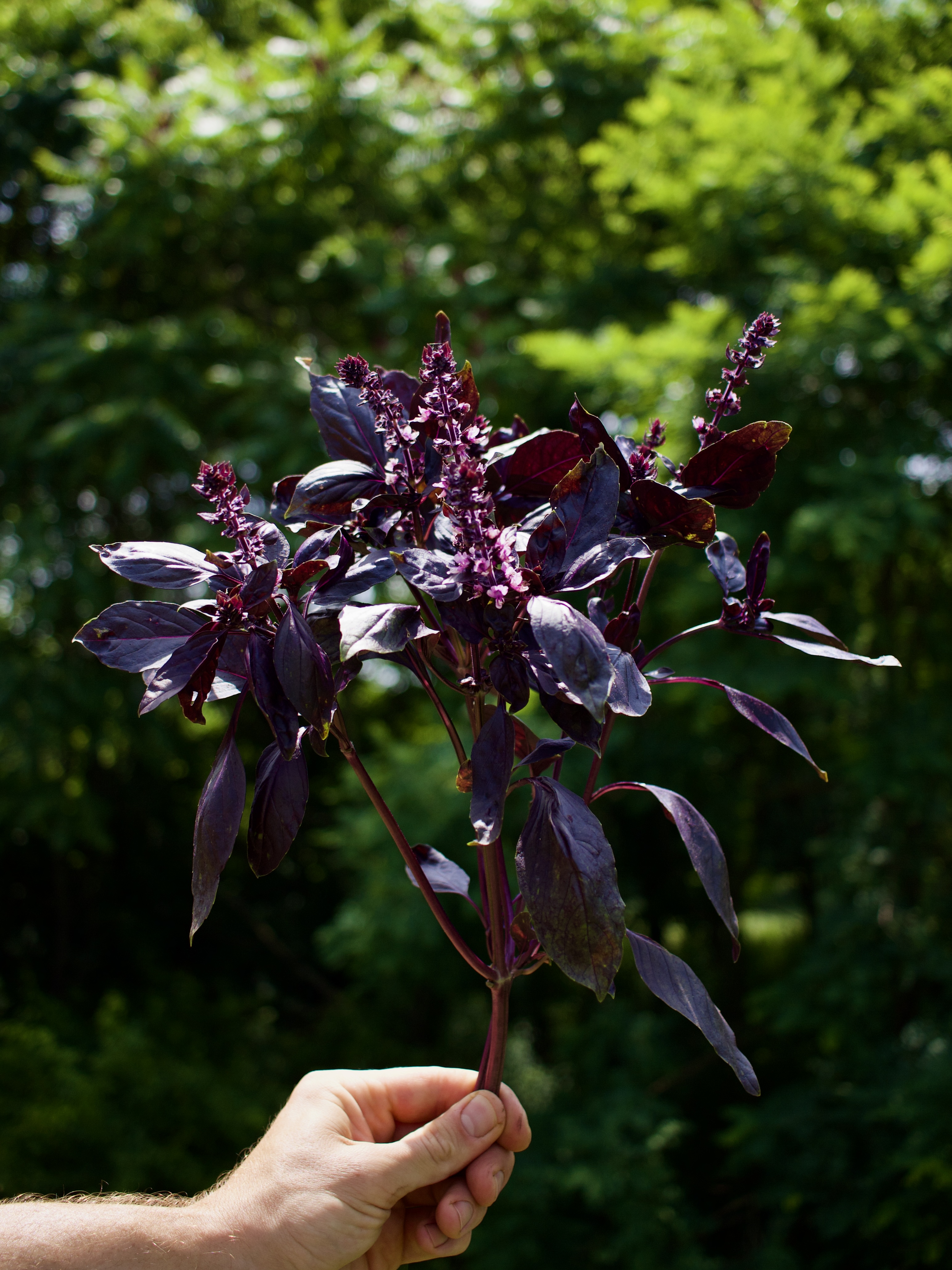 OCIMUM basilicum Crimson King